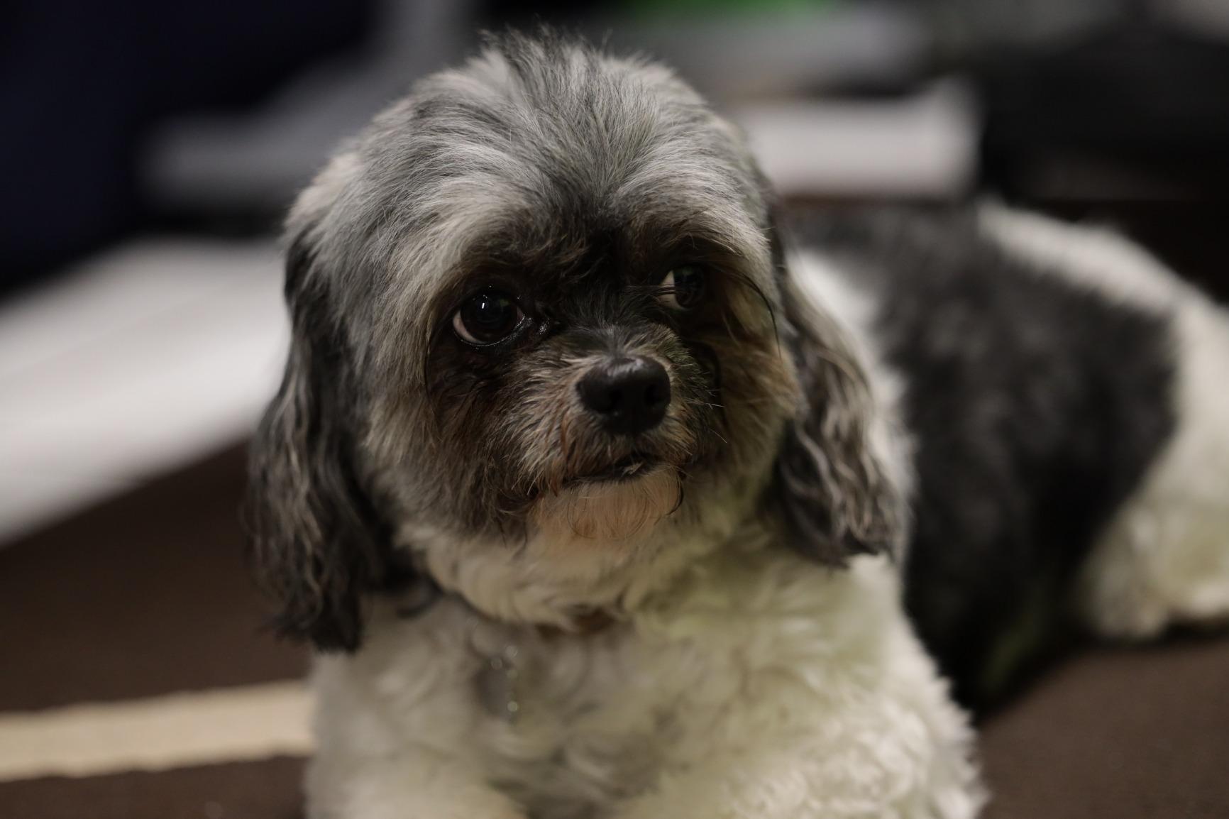 Canon RF70-200mm F2.8 L is USM Lens - Customer Photo 1