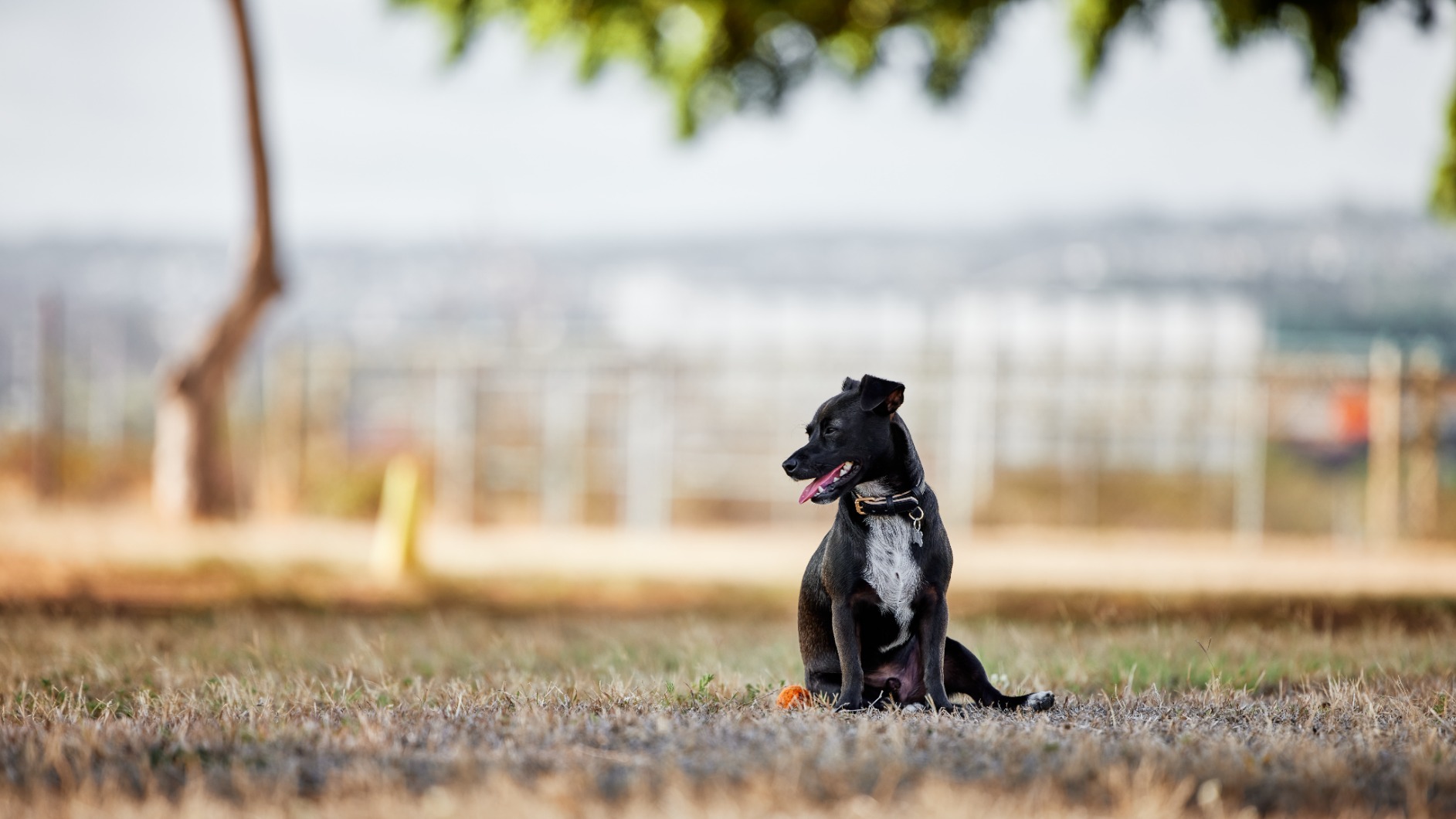 Canon RF70-200mm F2.8 L is USM Lens Customer Review Canon RF70-200mm F2.8 L is USM Lens - Customer Photo 2