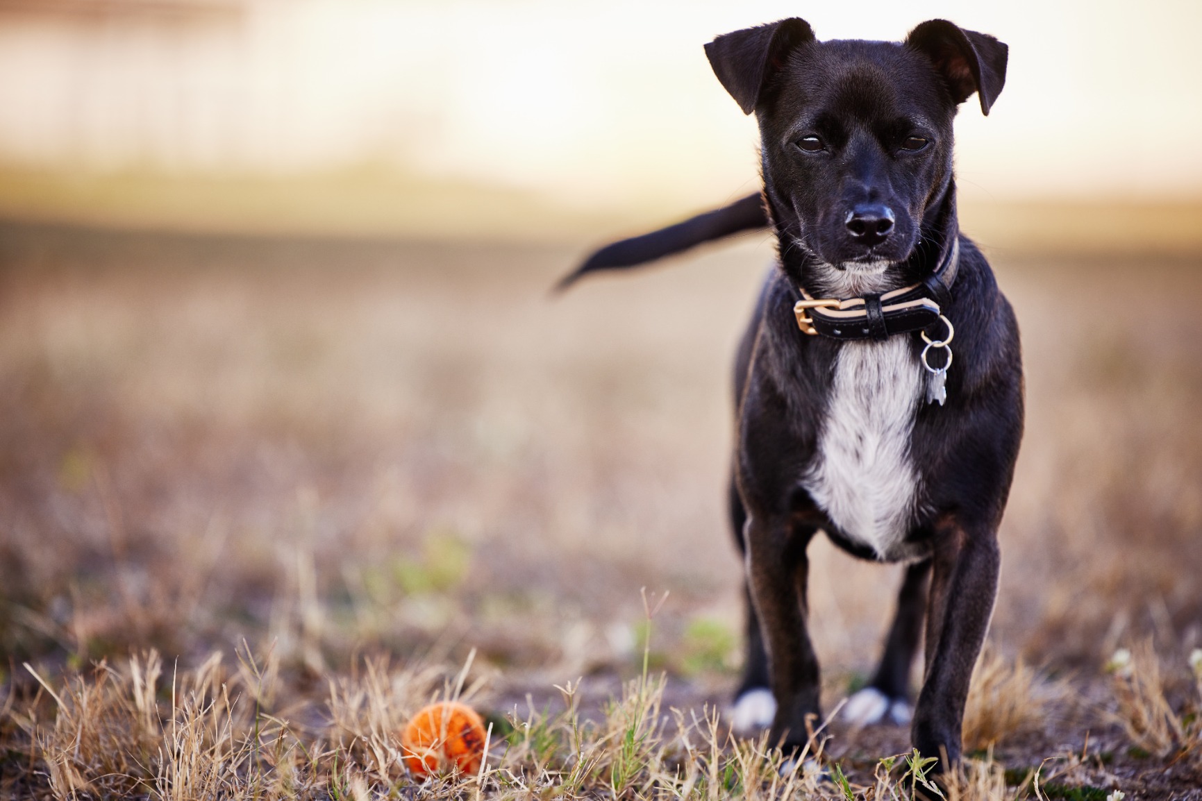 Canon RF70-200mm F2.8 L is USM Lens - Customer Photo 5