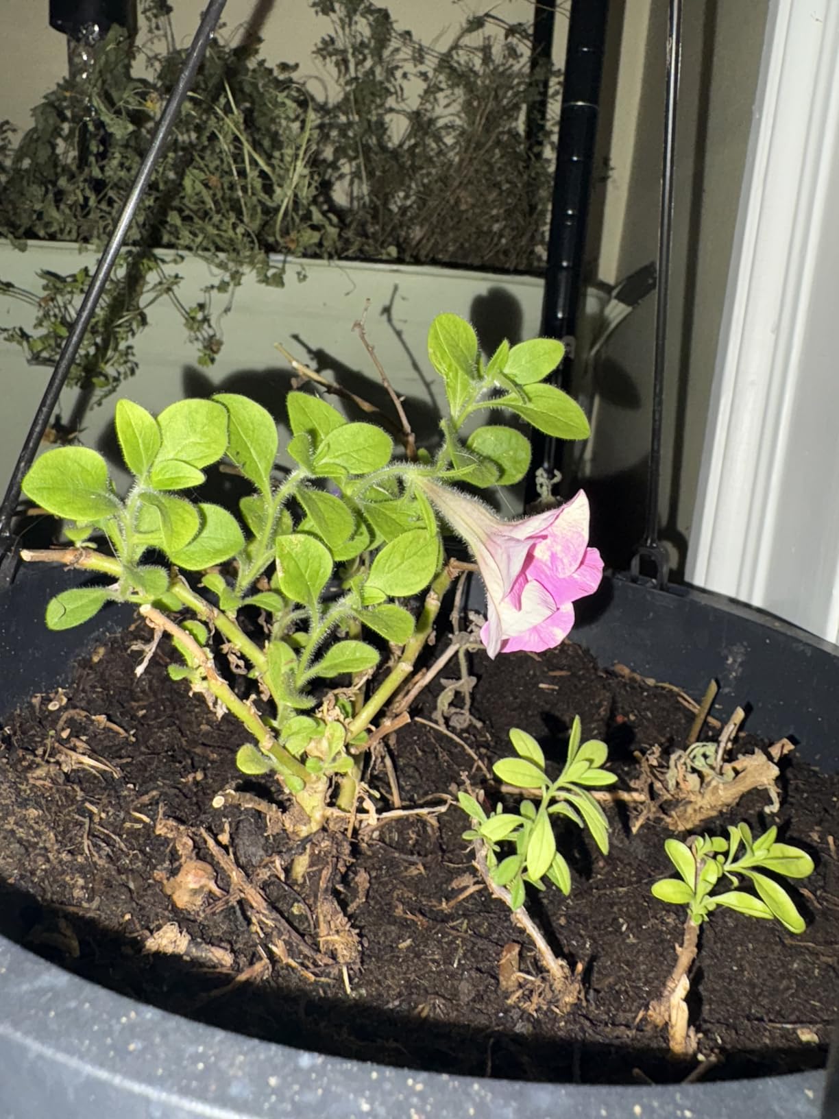 Earth's Ally Outdoor Indoor Plant Insecticide Spray - Ready-to-Use Insecticidal Soap for Plants - Non-Toxic Insect Repellent Pest Control for Spider Mite, Aphid, Mealybug - Bee, Pet, Kid Safe - 24 Oz - Customer Photo 1