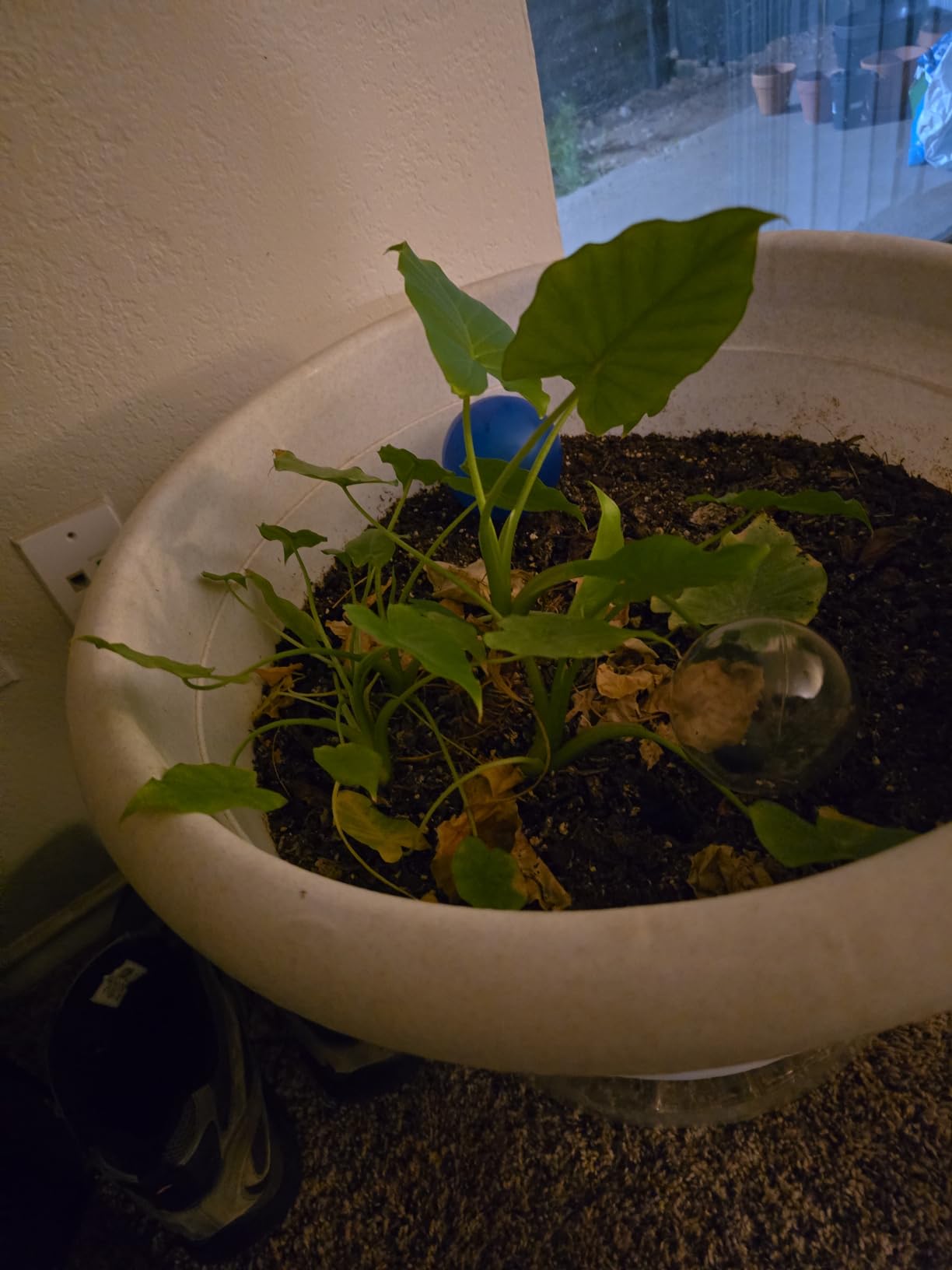 Earth's Ally Outdoor Indoor Plant Insecticide Spray - Ready-to-Use Insecticidal Soap for Plants - Non-Toxic Insect Repellent Pest Control for Spider Mite, Aphid, Mealybug - Bee, Pet, Kid Safe - 24 Oz - Customer Photo 4