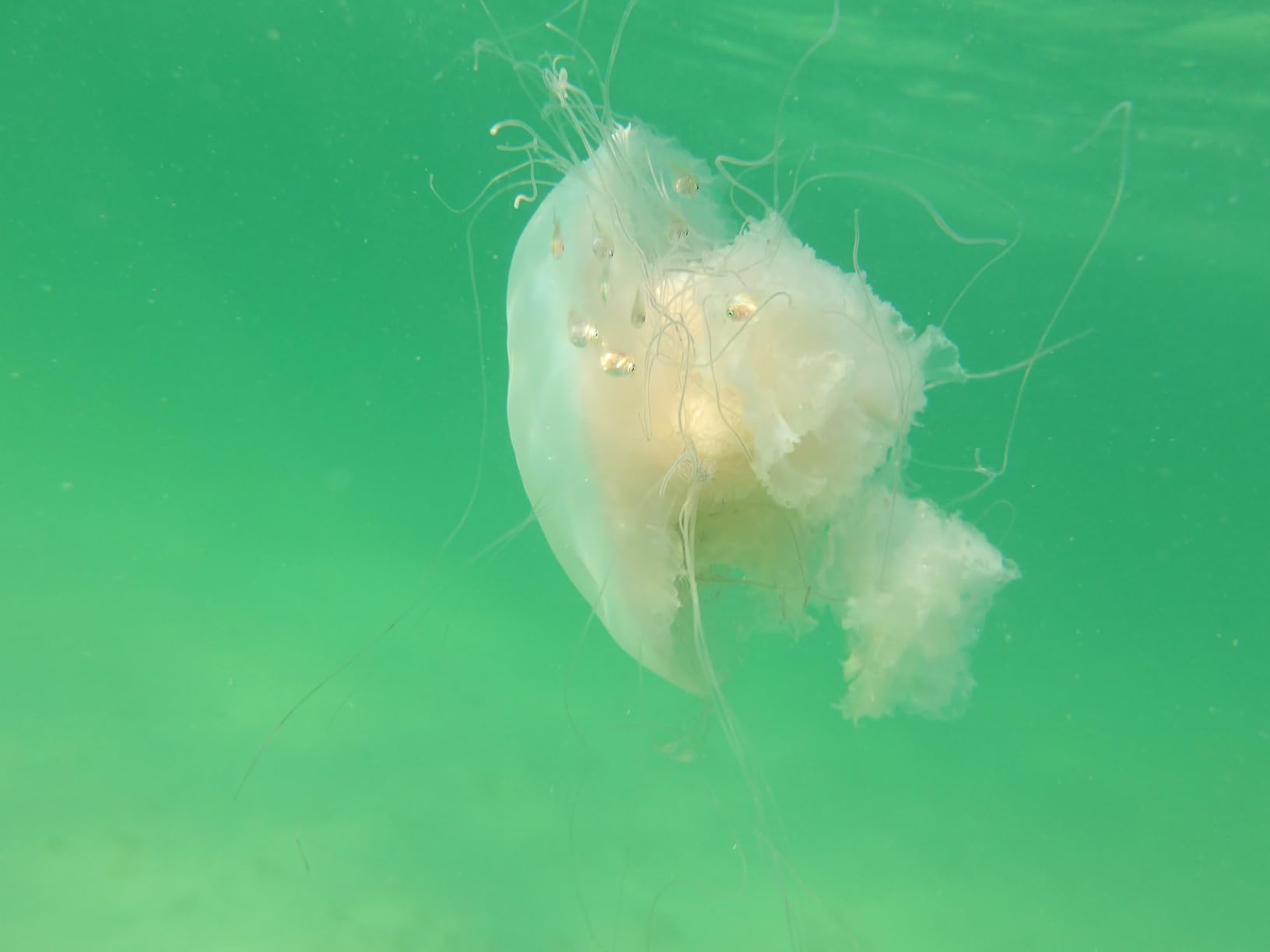 KODAK PIXPRO WPZ2 Rugged Waterproof Shockproof Dustproof WiFi Digital Camera 16MP 4X Optical Zoom 1080P Full HD Video Vlogging Camera 2.7 KODAK PIXPRO WPZ2 Rugged Waterproof Shockproof Dustproof WiFi Digital Camera 16MP 4X Optical Zoom 1080P Full HD Video Vlogging Camera 2.7