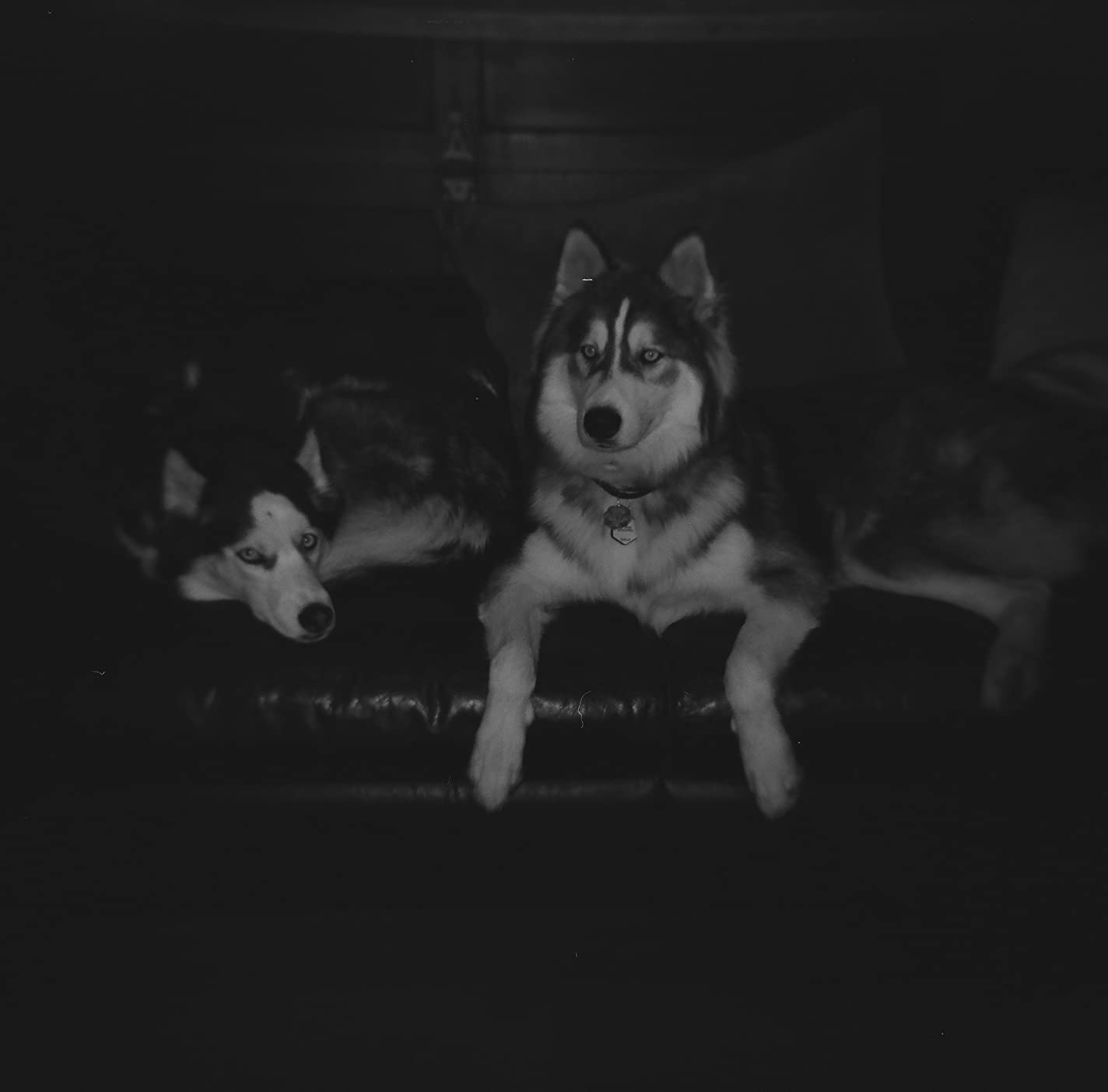 Holga 120GCFN Medium Format Film Camera with Ilford HP5 Plus Black and White Negative Film (120 Roll Film) Bundle - Customer Photo 1