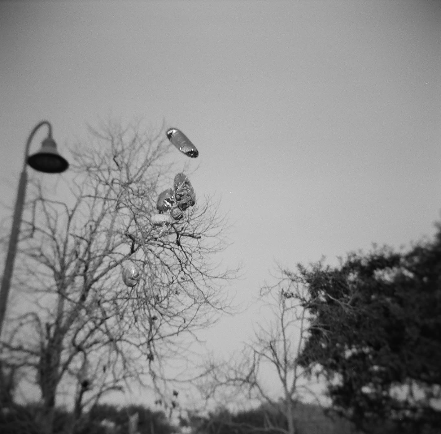 Holga 120GCFN Medium Format Film Camera with Ilford HP5 Plus Black and White Negative Film (120 Roll Film) Bundle - Customer Photo 2