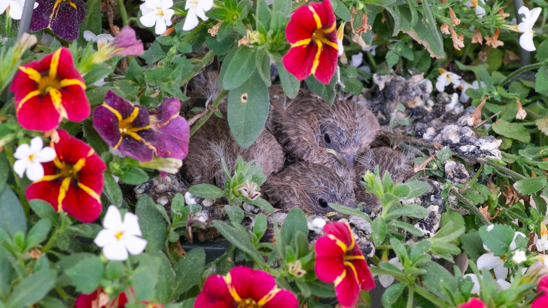 Tokina 634455 ATX-i 100mm F2.8 FF Macro Canon EF Mount Full Size Compatible Black - Customer Photo 1