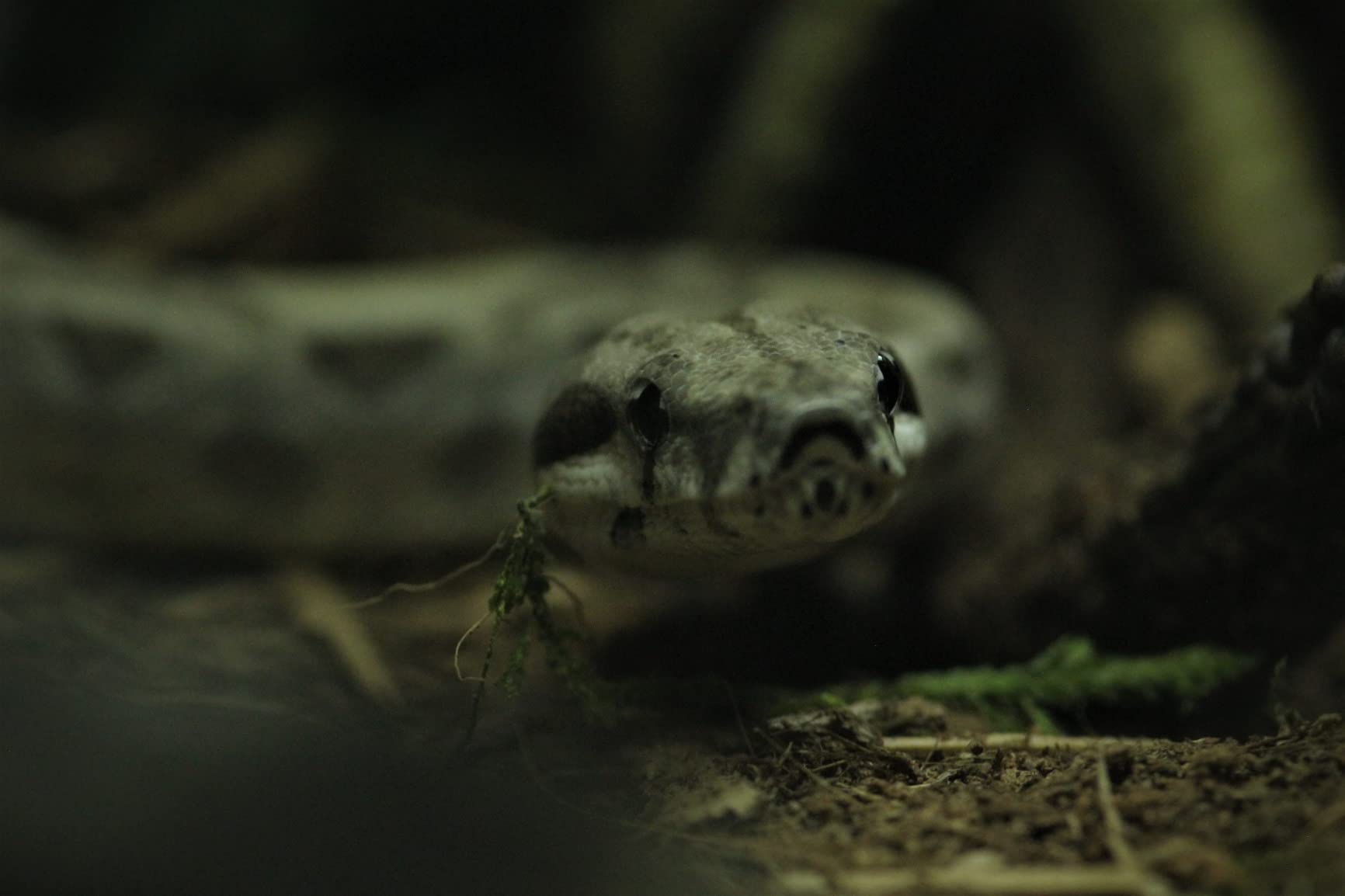 Tokina 634455 ATX-i 100mm F2.8 FF Macro Canon EF Mount Full Size Compatible Black - Customer Photo 2