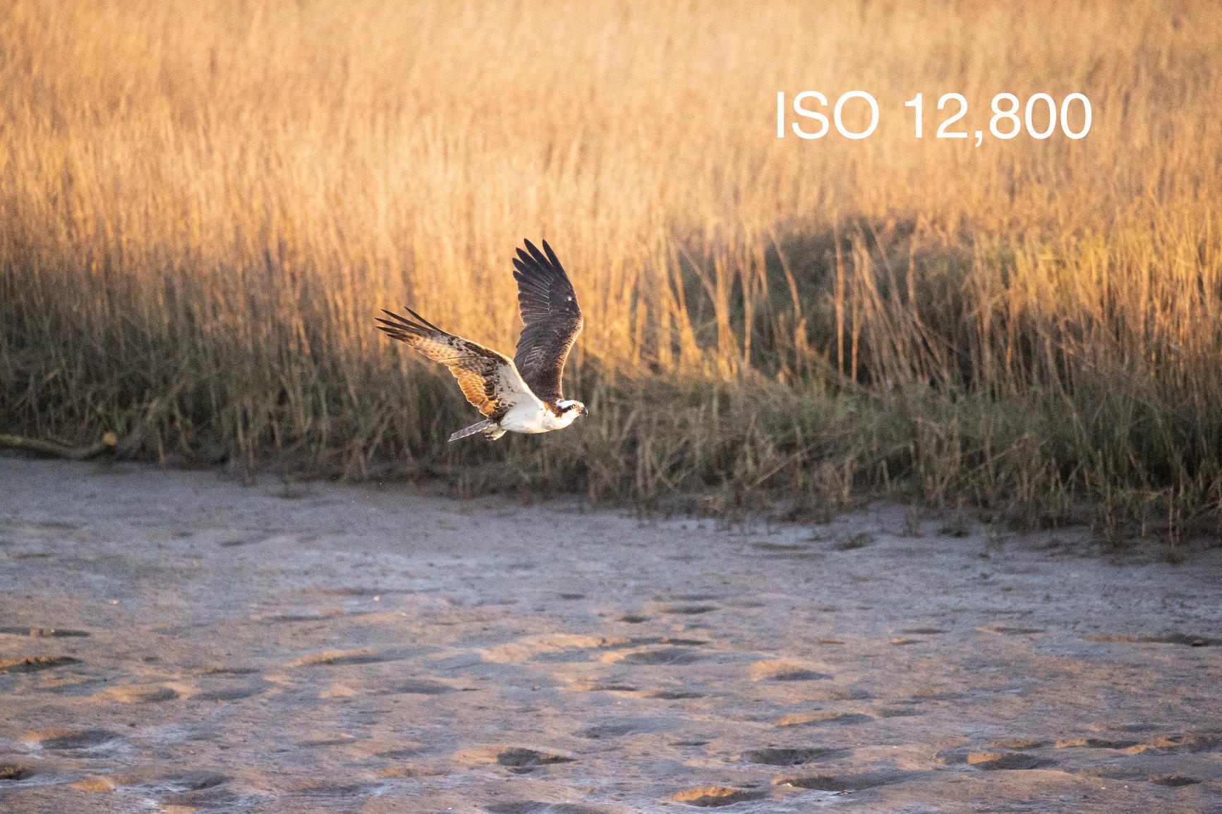 Canon EOS-1D X Mark III Body - Customer Photo 2