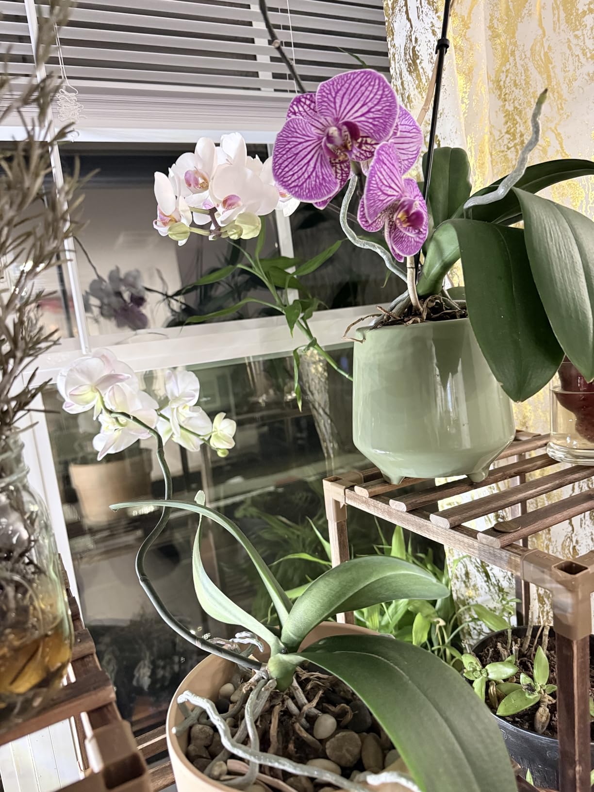 Grow Light for Indoor Plants - Upgraded Version 80 LED Lamps with Full Spectrum & Red Blue Spectrum, 3/9/12H Timer, 10 Dimmable Level, Adjustable Gooseneck, 3 Switch Modes - Customer Photo 1