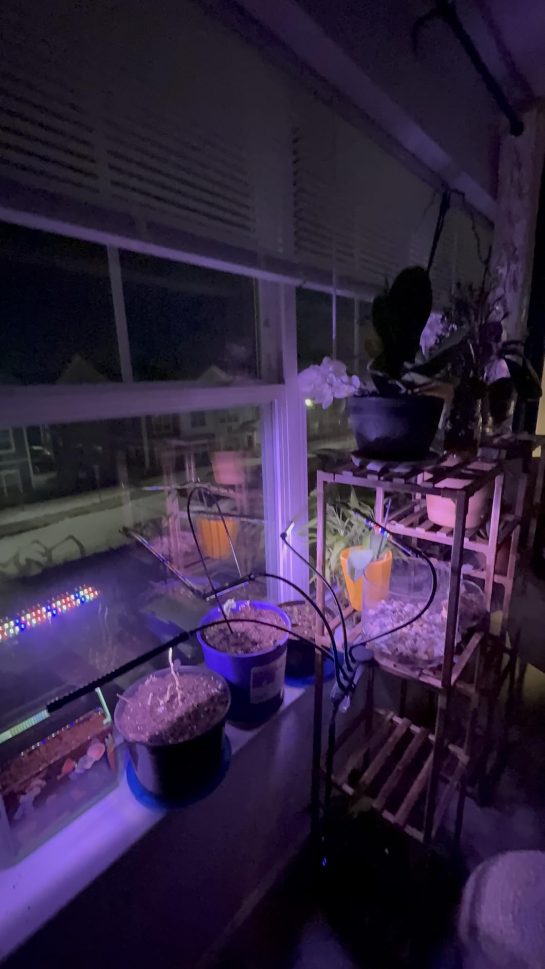 Grow Light for Indoor Plants - Upgraded Version 80 LED Lamps with Full Spectrum & Red Blue Spectrum, 3/9/12H Timer, 10 Dimmable Level, Adjustable Gooseneck, 3 Switch Modes - Customer Photo 2