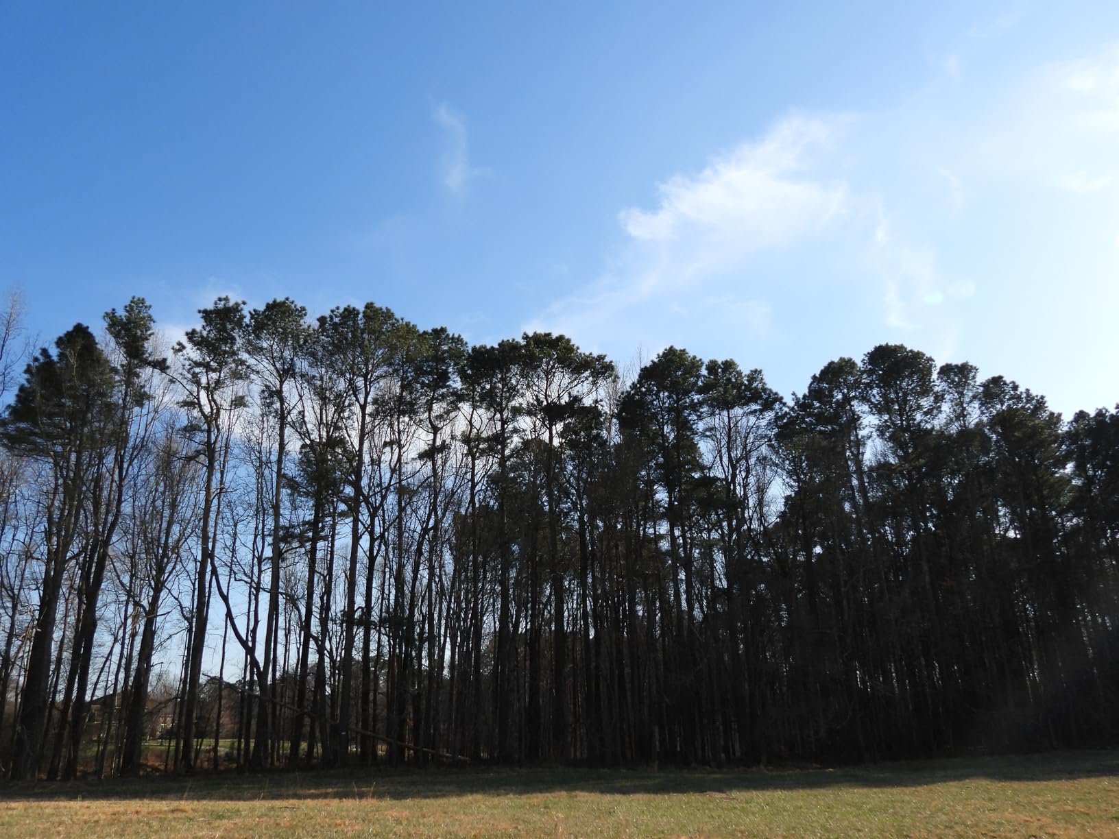 Nikon COOLPIX P950 Superzoom Digital Camera | 83x Optical Zoom with Image Stabilization 16 MP 4K Ultra HD Video Wi-Fi Connectivity RAW Format and Rotating LCD Screen (Black) - Customer Photo 1