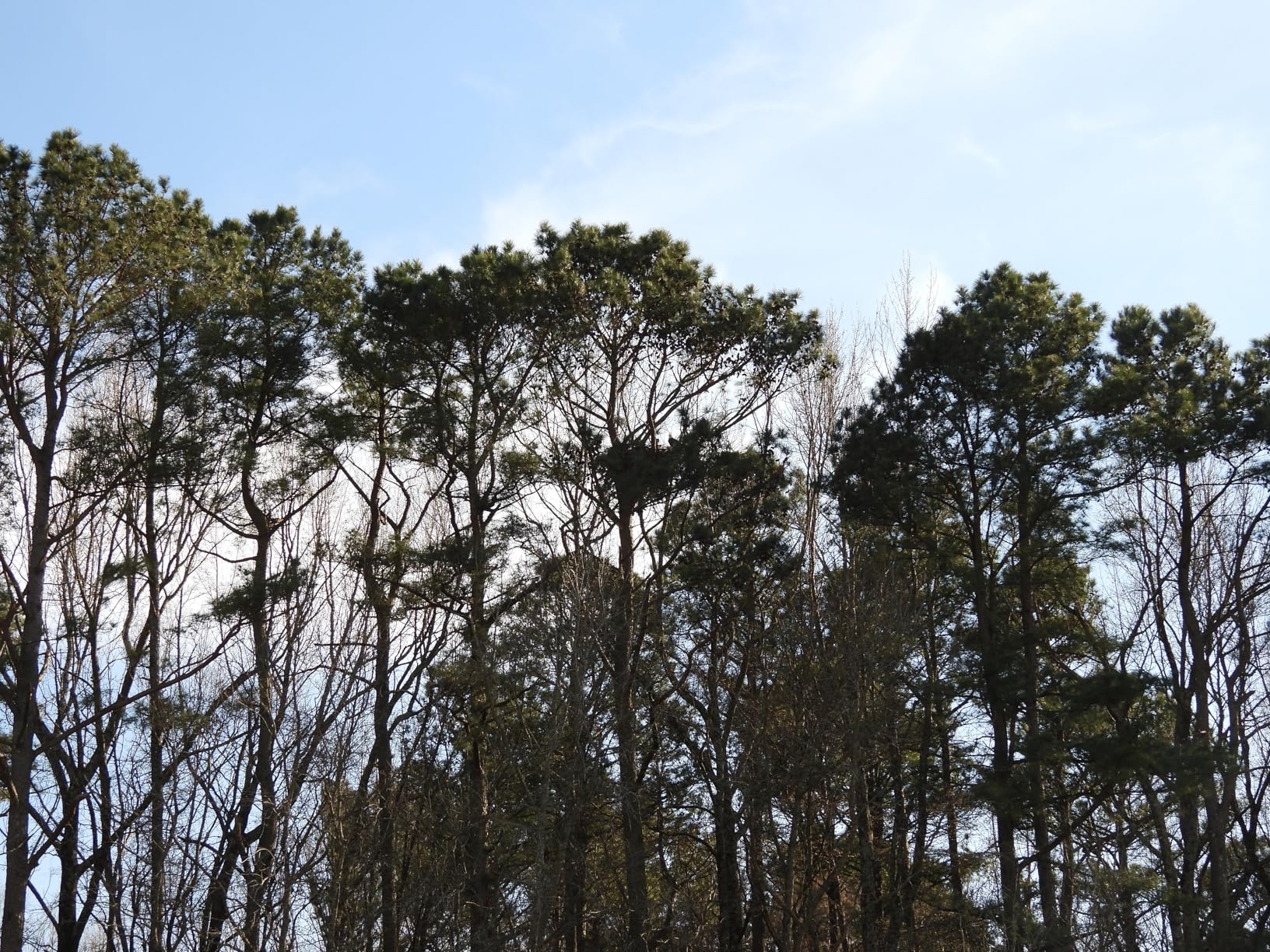 Nikon COOLPIX P950 Superzoom Digital Camera | 83x Optical Zoom with Image Stabilization 16 MP 4K Ultra HD Video Wi-Fi Connectivity RAW Format and Rotating LCD Screen (Black) - Customer Photo 2