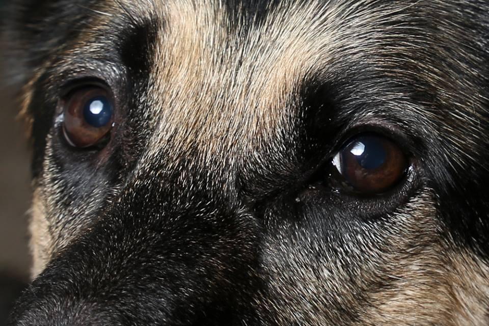 Neewer 37.5inches/95centimeters Octagon Softbox with Carrying Bag Compatible with Speedlite, Studio Flash, Portable Umbrella Soft Box for Photo Studio Portrait Product Photography Customer Review Neewer 37.5inches/95centimeters Octagon Softbox with Carrying Bag Compatible with Speedlite, Studio Flash, Portable Umbrella Soft Box for Photo Studio Portrait Product Photography - Customer Photo 1