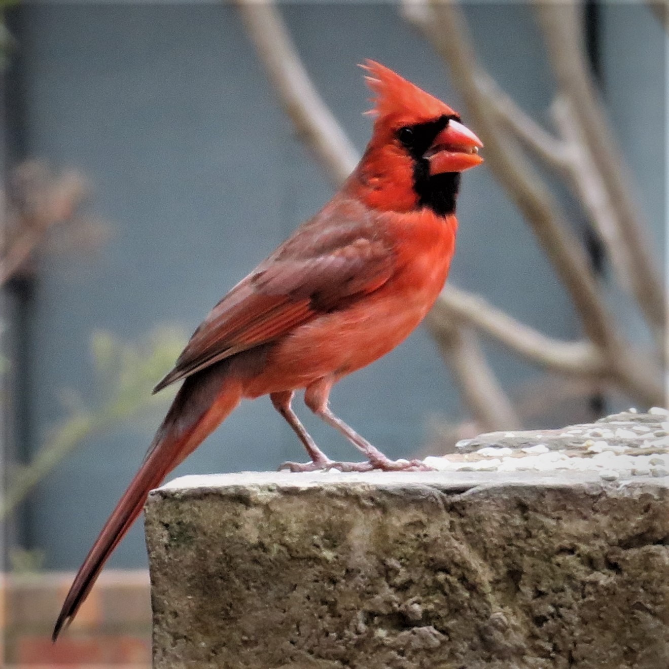 Canon EOS Rebel T8i EF-S 18-55mm is STM Lens Kit, Black - Customer Photo 2