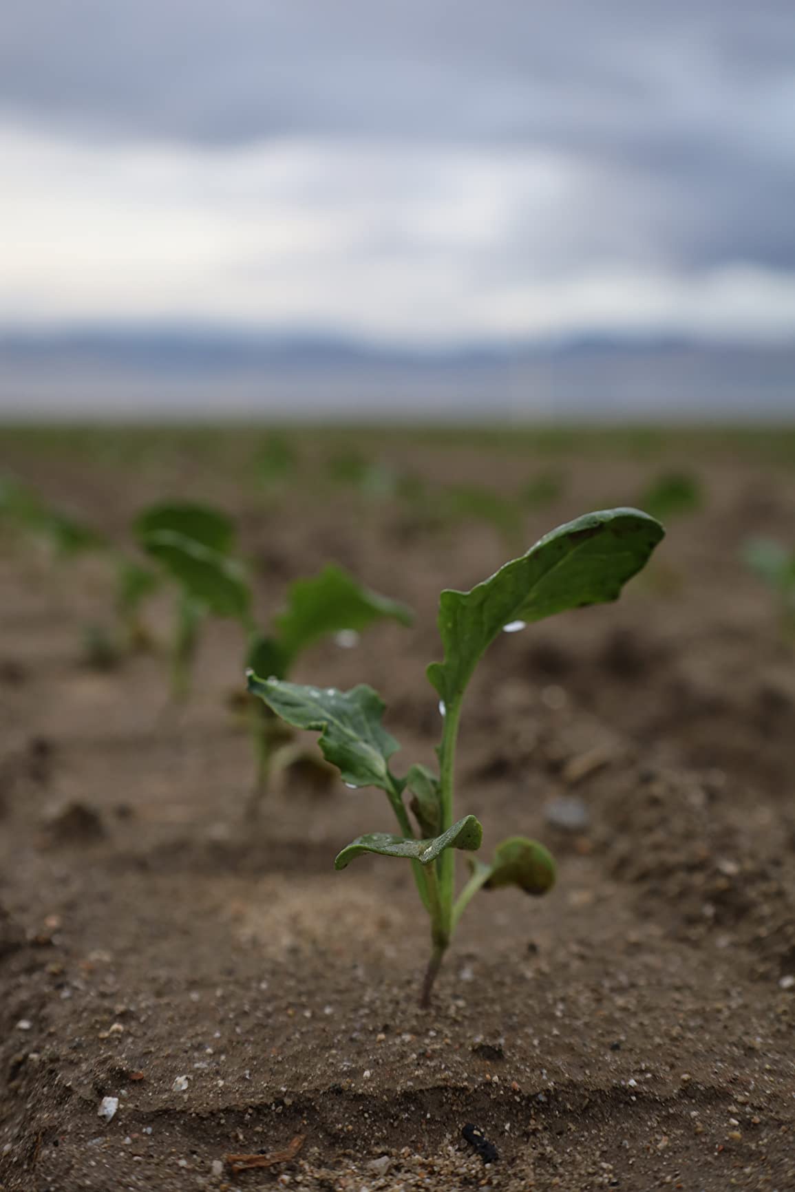 Canon RF24-105mm F4-7.1 is STM (4111C002) - Customer Photo 1