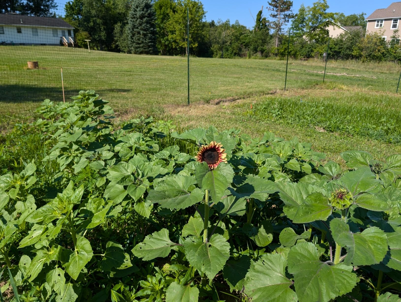 Tenax Deer Fence C-Flex Select 8'x330' Black - Customer Photo 1