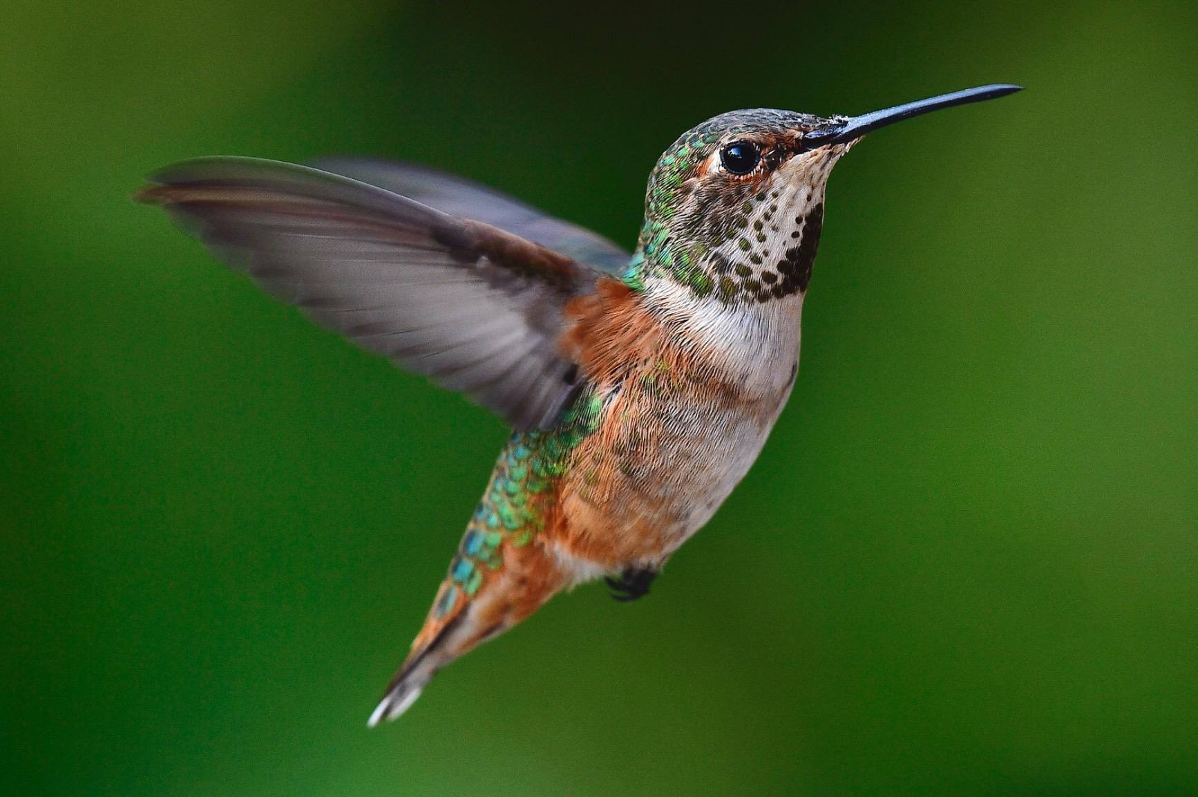 Nikon D6 FX-Format Digital SLR Camera Body, Black - Customer Photo 1