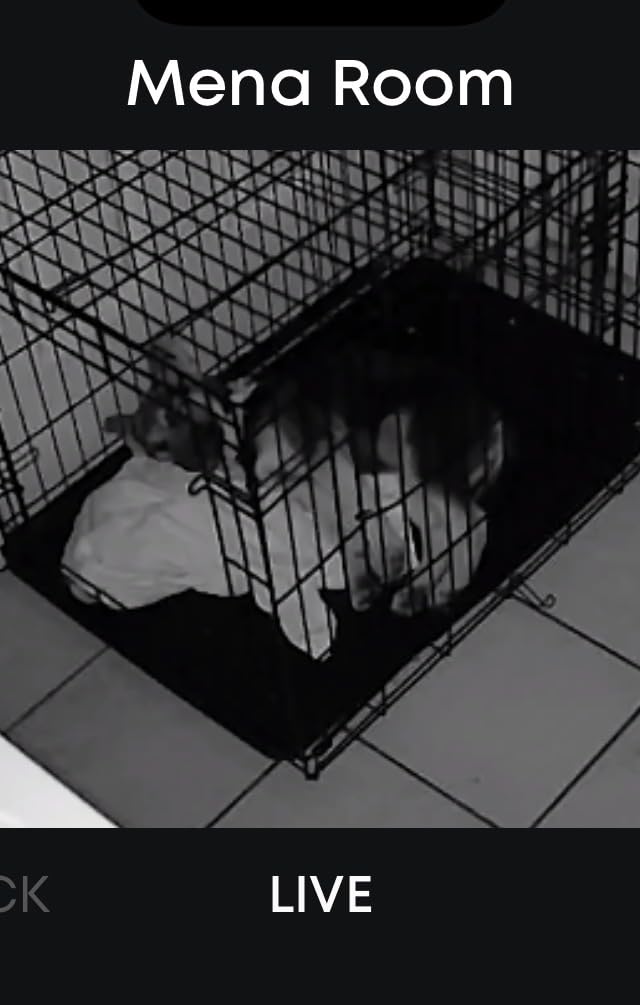 eufy Indoor Cam E220, Camera for home Security, Pan & Tilt, Dog/Pet Camera, 2K Wi-Fi Plug-in, Motion Tracking, Motion Only Alerts, Night Vision, HomeBase 3 Compatible, Voice Assistant Support Customer Review eufy Indoor Cam E220, Camera for home Security, Pan & Tilt, Dog/Pet Camera, 2K Wi-Fi Plug-in, Motion Tracking, Motion Only Alerts, Night Vision, HomeBase 3 Compatible, Voice Assistant Support - Customer Photo 2