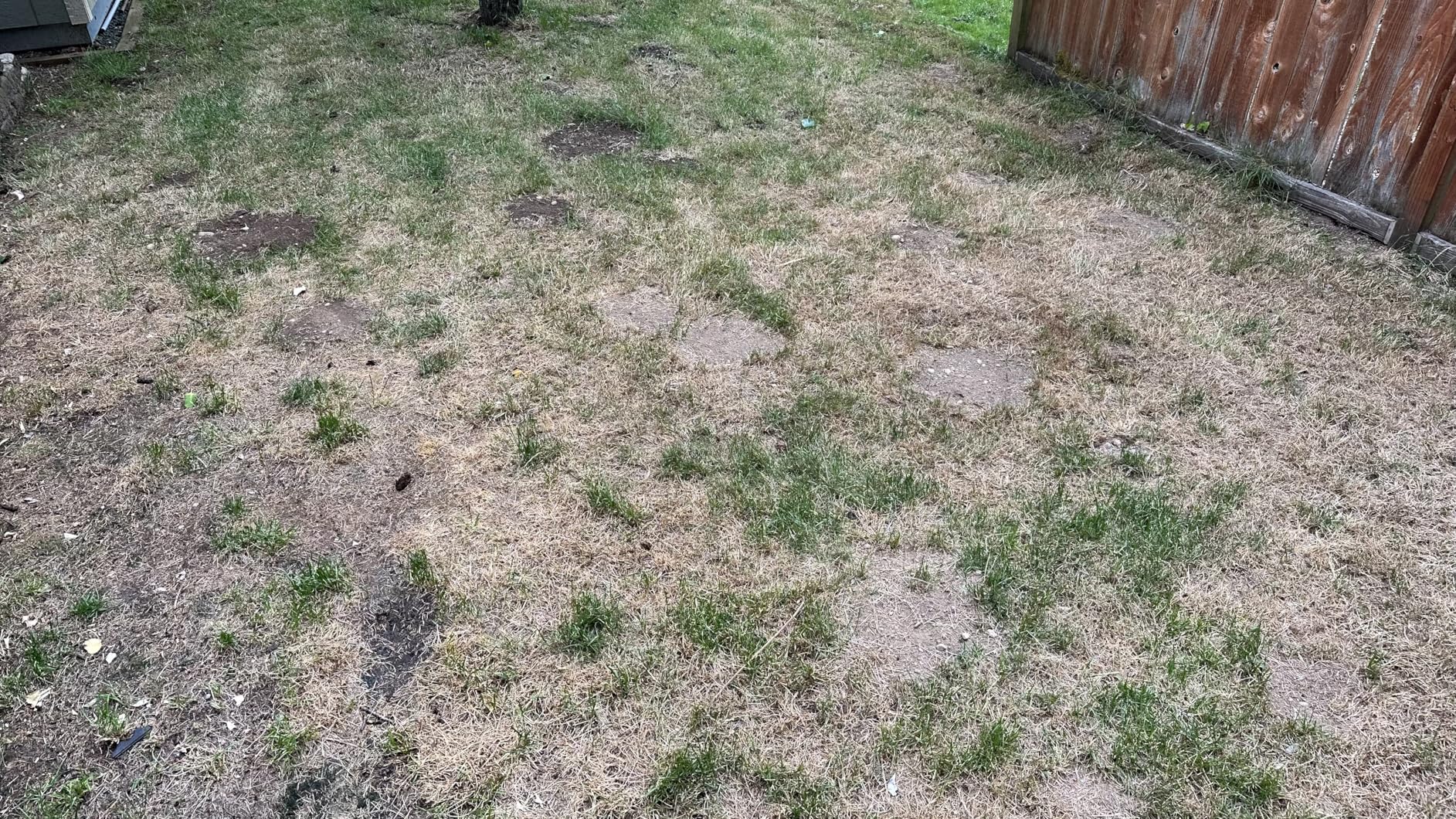 Natural Elements Mole and Vole Repellent | 100% Castor Oil | Pet Safe and Non Toxic | Food Grade | 128 oz (1 Gallon) - Customer Photo 1