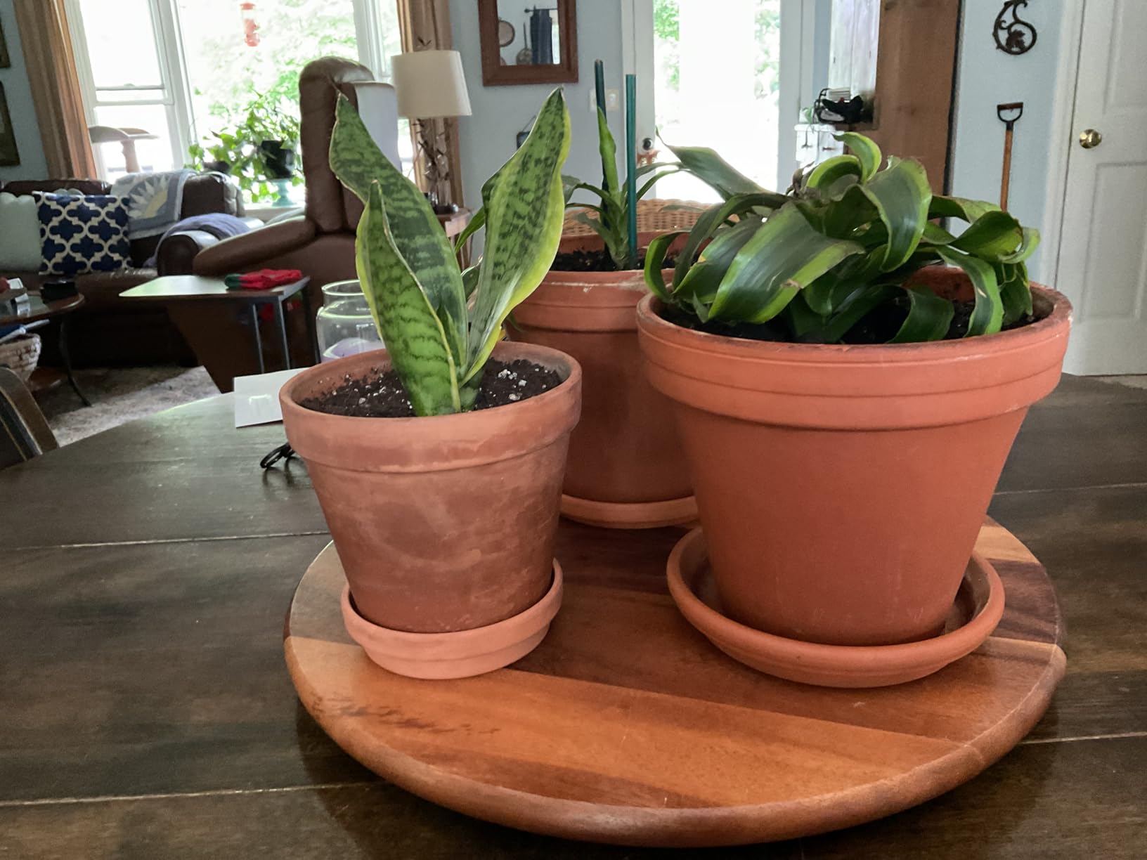 vensovo 8 Inch Clay Pot for Plant with Saucer - 2 Pack Large Terra Cotta Plant Pot with Drainage Hole, Clay Planters Pot, Terracotta pot for Indoor Outdoor Plant - Customer Photo 1