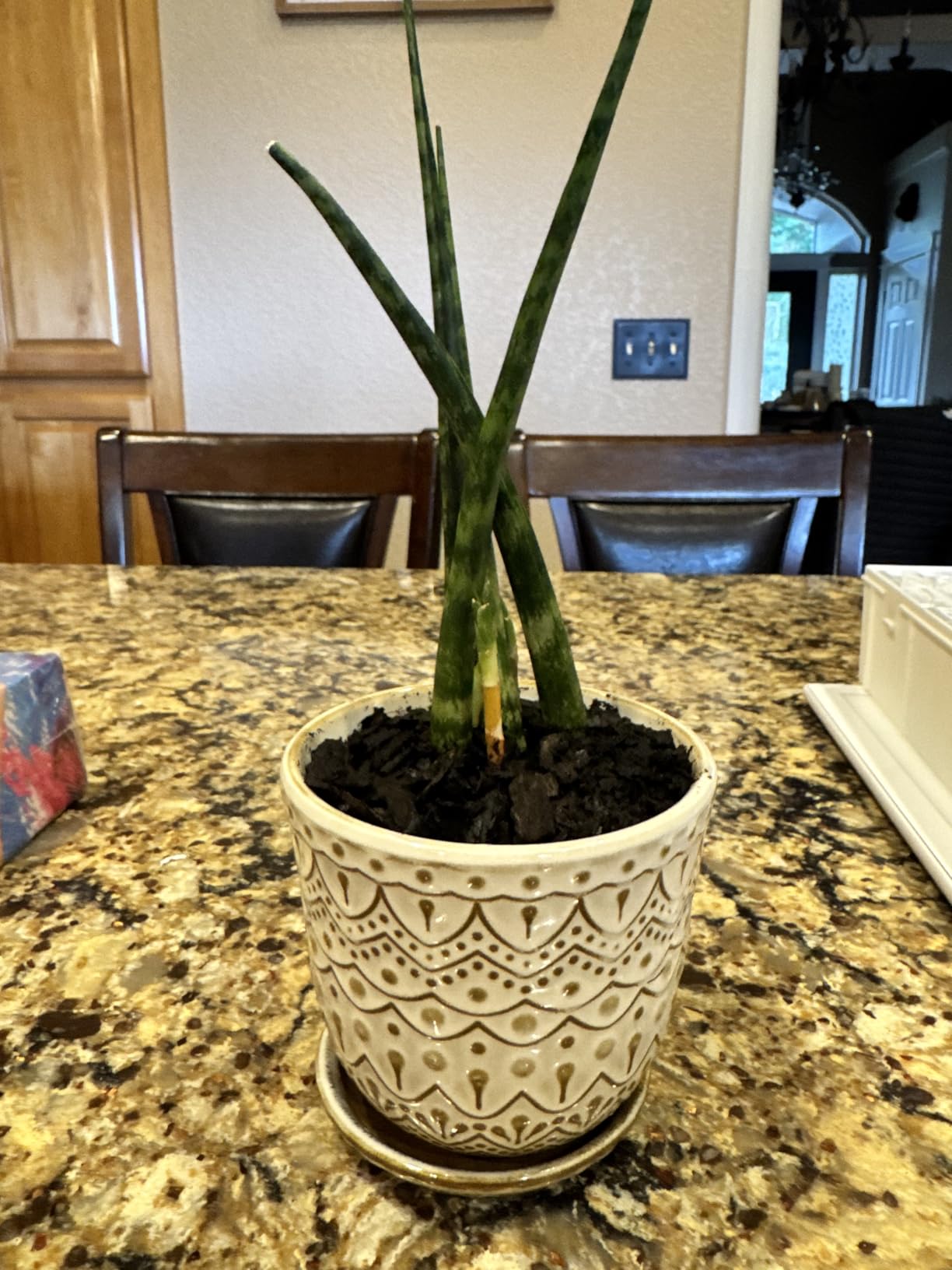 Gepege 6 Inch Beaded Ceramic Planter Set of 2 with Drainage Hole and Saucer for Plants, Indoor-Outdoor Large Round Succulent Orchid Flower Pot (Smoked Gray, Inner-pots not Larger Than 5 Inch) Customer Review Gepege 6 Inch Beaded Ceramic Planter Set of 2 with Drainage Hole and Saucer for Plants, Indoor-Outdoor Large Round Succulent Orchid Flower Pot (Smoked Gray, Inner-pots not Larger Than 5 Inch) - Customer Photo 2