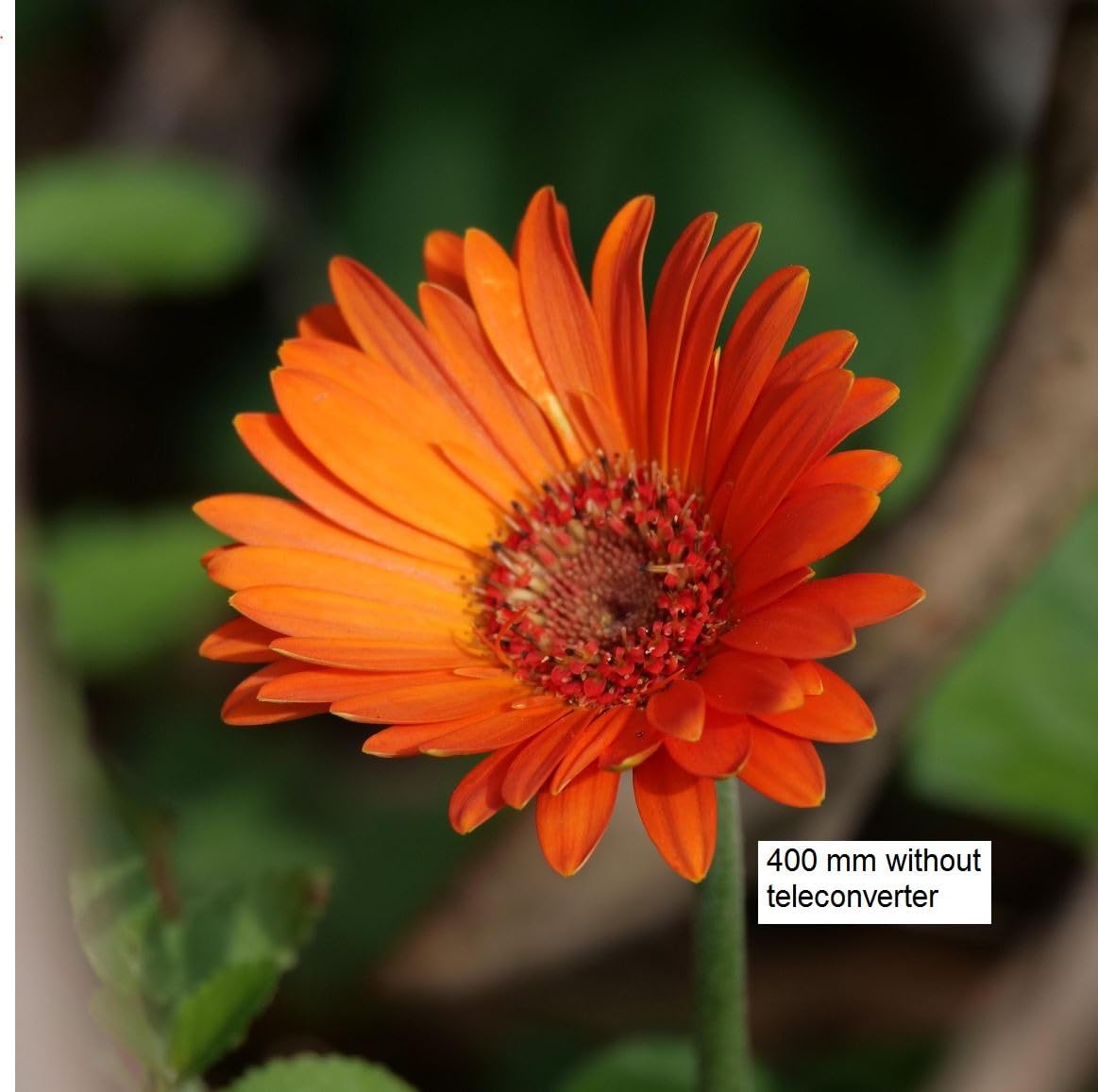 OM SYSTEM Olympus M.Zuiko Digital 100-400mm F5.0-6.3 is for Micro Four Thirds System Camera, Outdoor Bird Wildlife, Weather Sealed Design, Telephoto Compatible with Teleconverter - Customer Photo 1