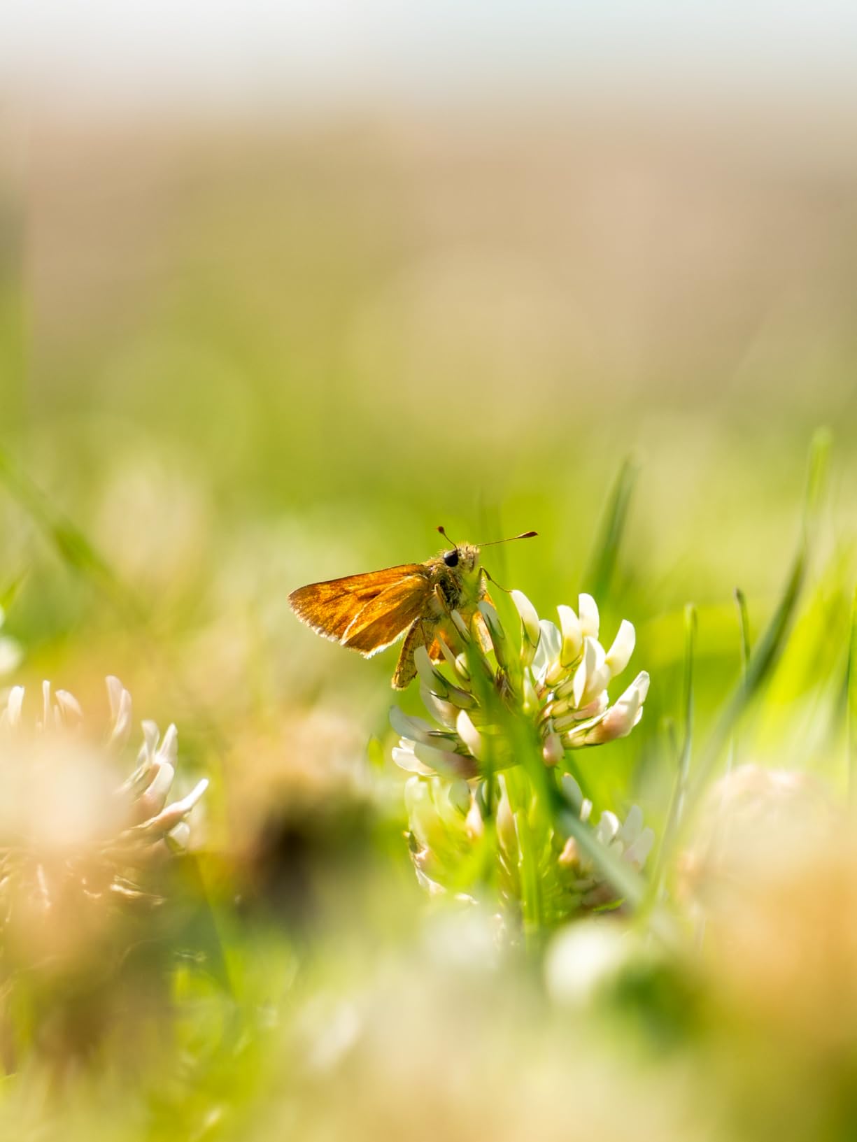 Tamron 28-200 F/2.8-5.6 Di III RXD for Sony Mirrorless Full Frame/APS-C E-Mount - Customer Photo 2