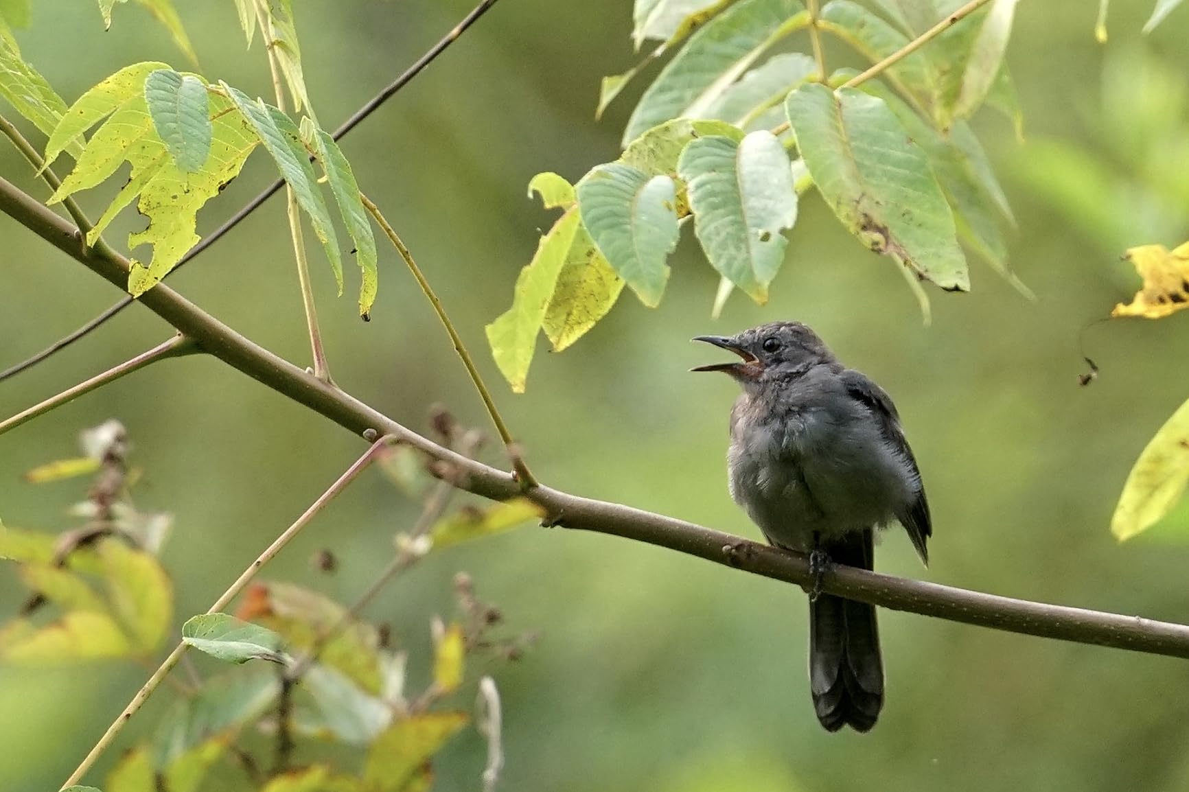 Sigma 100-400mm F5-6.3 DG DN OS Contemporary Lens for Sony E - Customer Photo 2