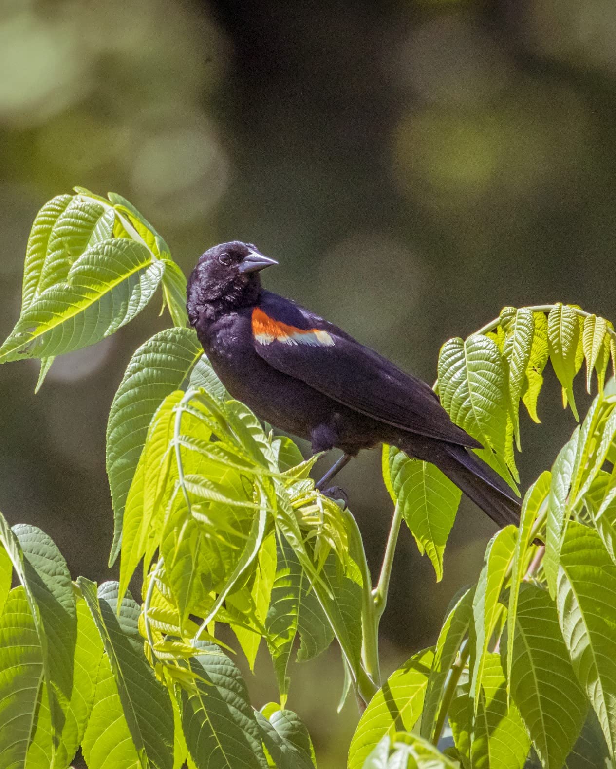 Canon EOS R6 Full-Frame Mirrorless Camera Body - 20MP CMOS Sensor, 4K 60fps, DIGIC X, Dual Card Slots Customer Review Canon EOS R6 Full-Frame Mirrorless Camera Body - 20MP CMOS Sensor, 4K 60fps, DIGIC X, Dual Card Slots - Customer Photo 2