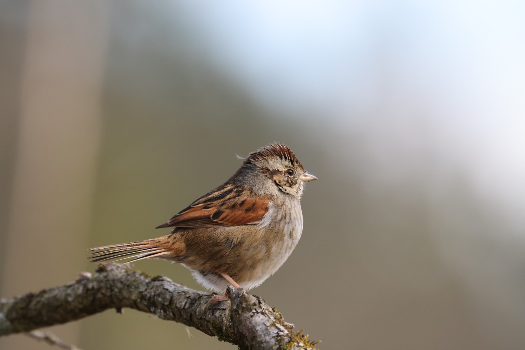 Canon EOS R5 Mirrorless Camera (Body Only), Full-Frame Hybrid Camera, 8K Video, 45 Megapixel CMOS Sensor, DIGIC X Image Processor, Up to 12 FPS, RF Mount, Black - Customer Photo 4