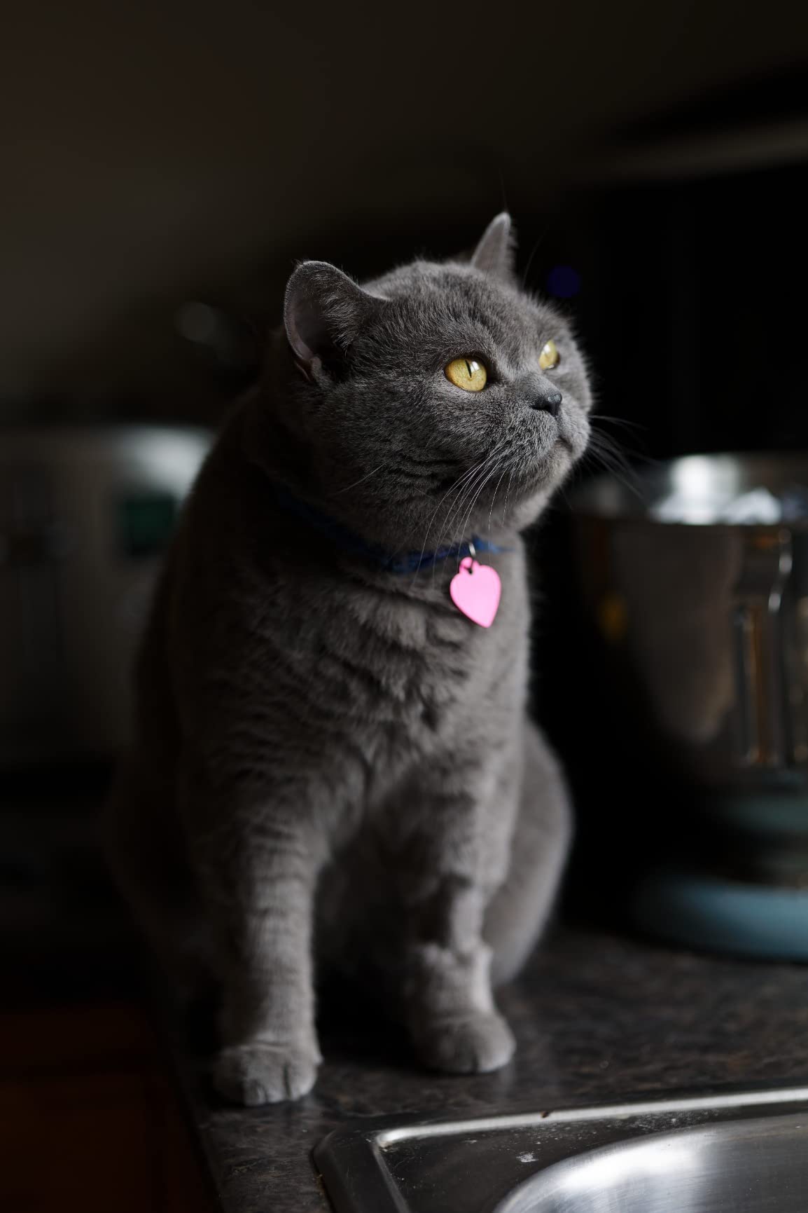 Canon RF 85mm F2 Macro is STM Lens - Customer Photo 5