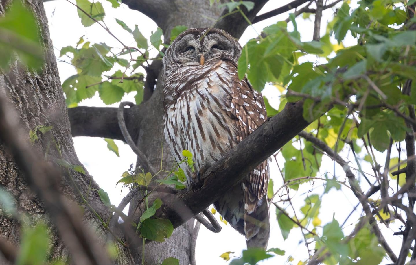 Canon RF100-500mm F4.5-7.1 L is USM Lens Customer Review Canon RF100-500mm F4.5-7.1 L is USM Lens - Customer Photo 1