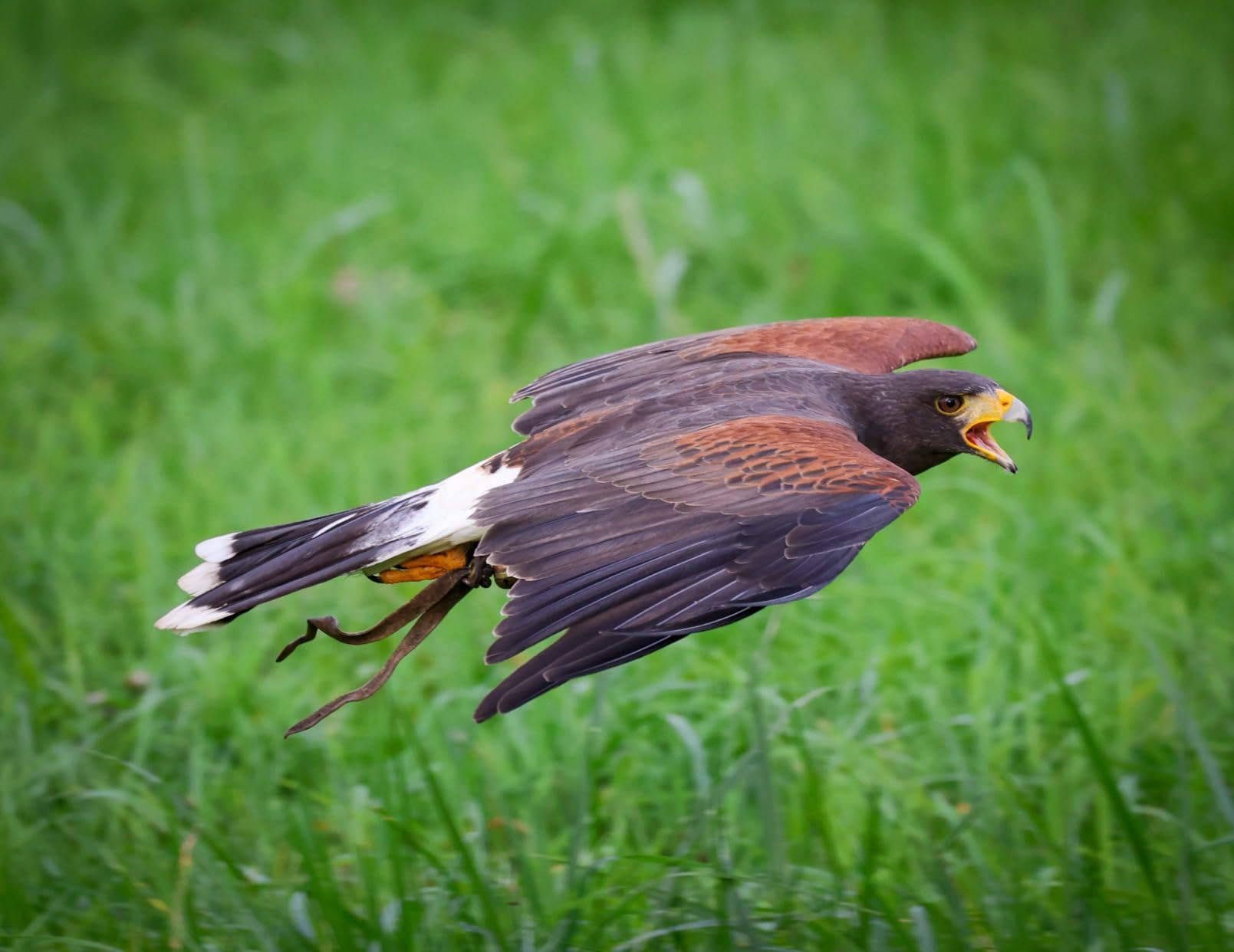 Canon RF100-500mm F4.5-7.1 L is USM Lens Customer Review Canon RF100-500mm F4.5-7.1 L is USM Lens - Customer Photo 2