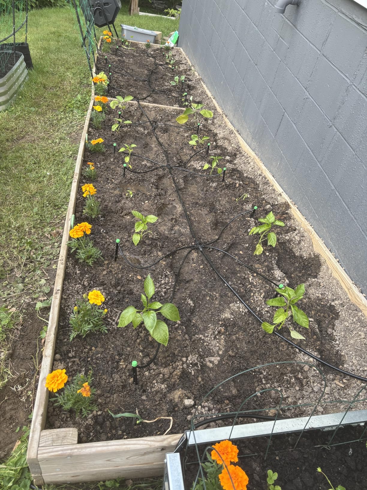 CARPATHEN Adjustable Premium Complete Drip Irrigation System Kit for Garden, Raised Beds with Drip Emitters, 5/16