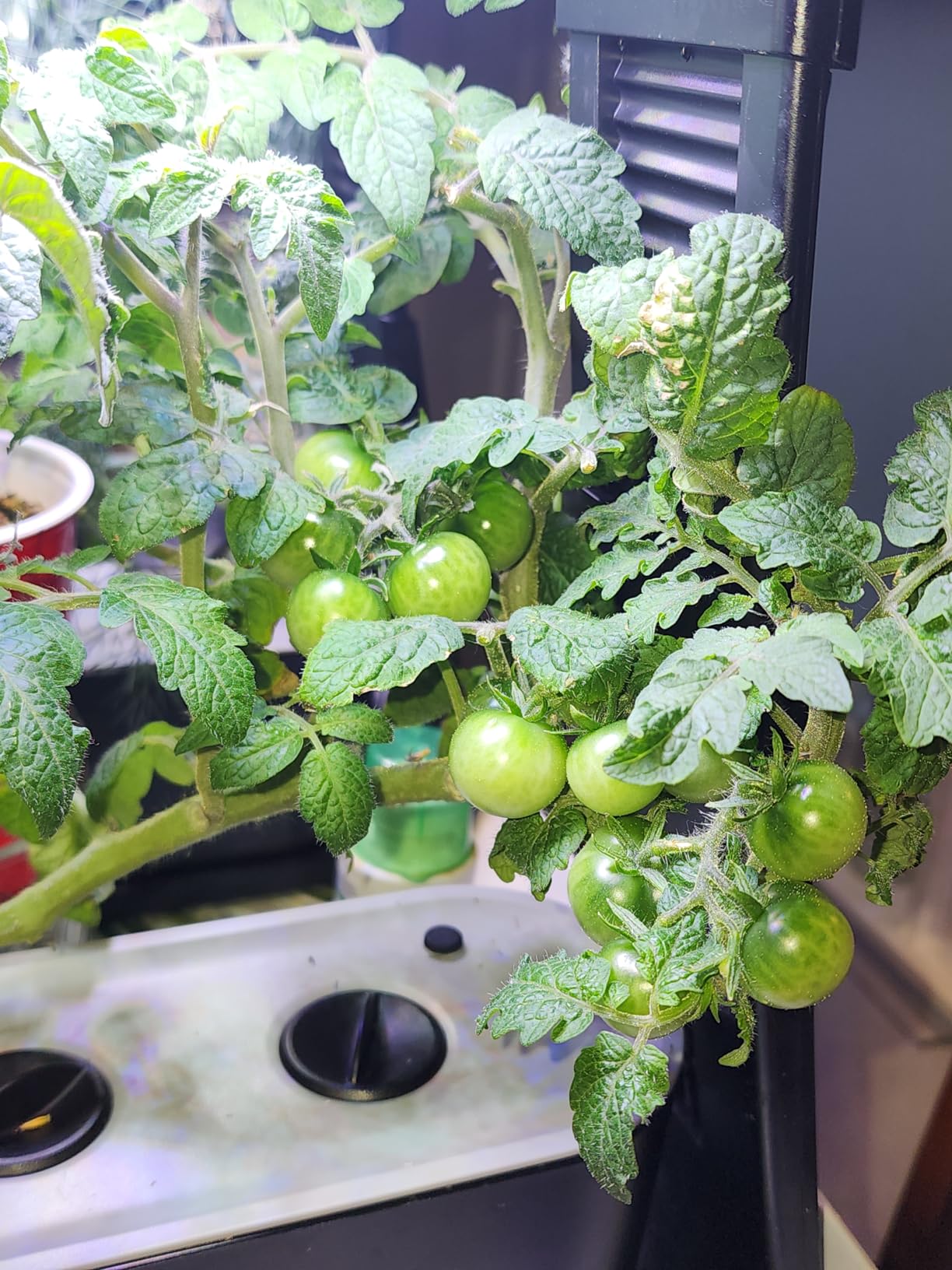 AeroGarden Sprout - Indoor Garden with LED Grow Light, Black - Customer Photo 2