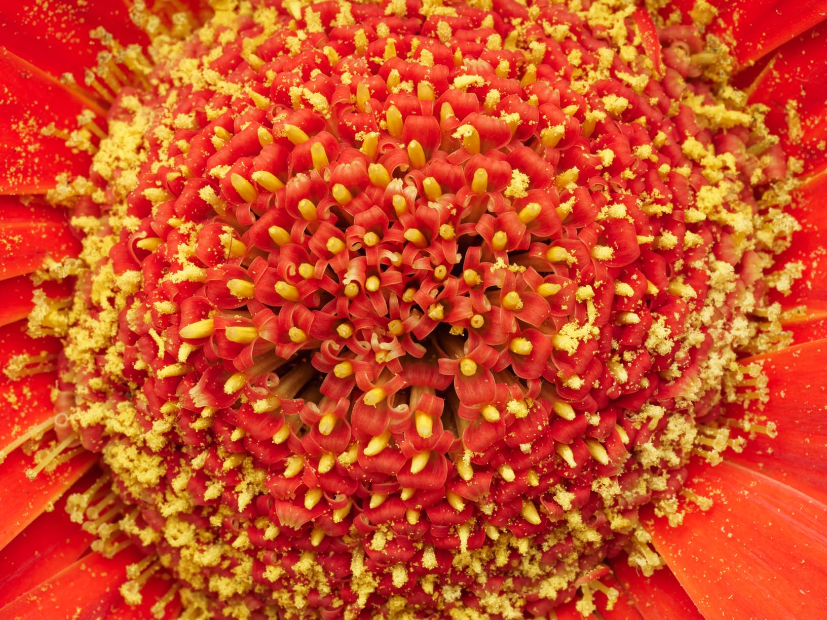 Sigma 105mm F2.8 DG DN Macro Art (Sony E-mount) - Customer Photo 1