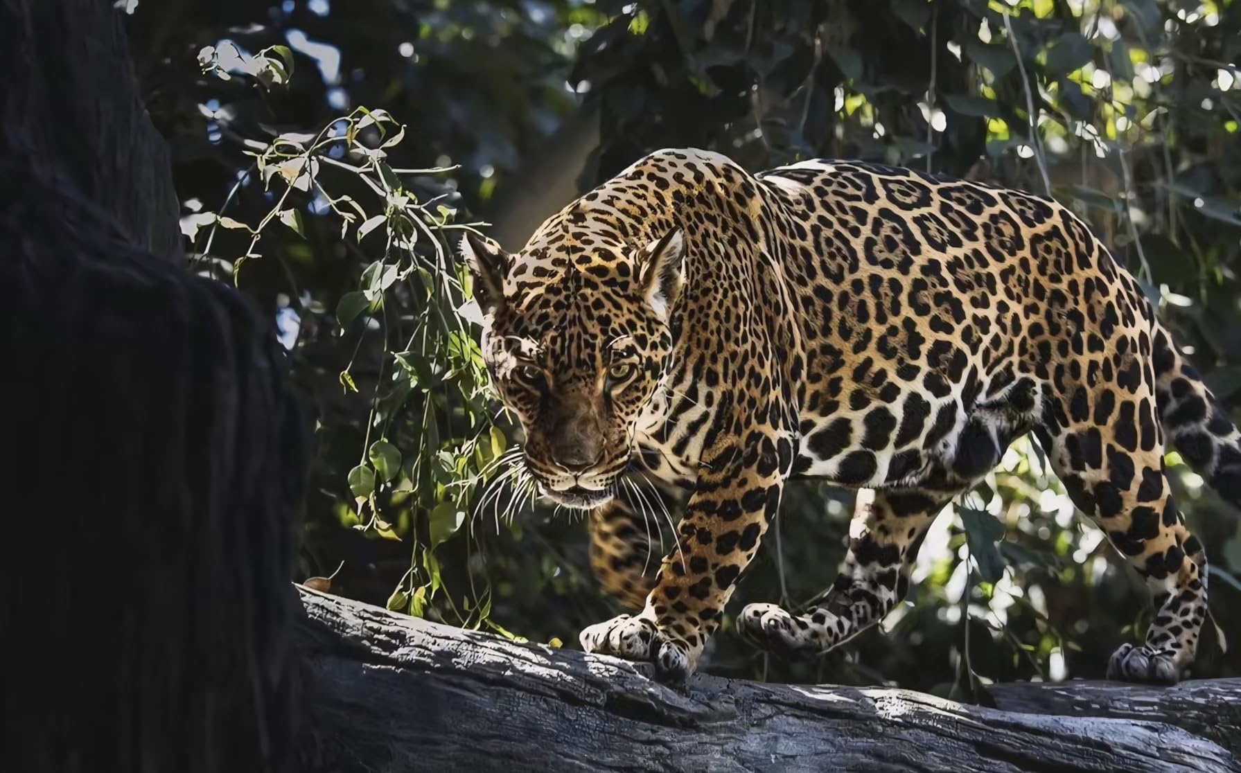 Canon EOS M50 Mark II + EF-M 15-45mm is STM Kit - Customer Photo 1