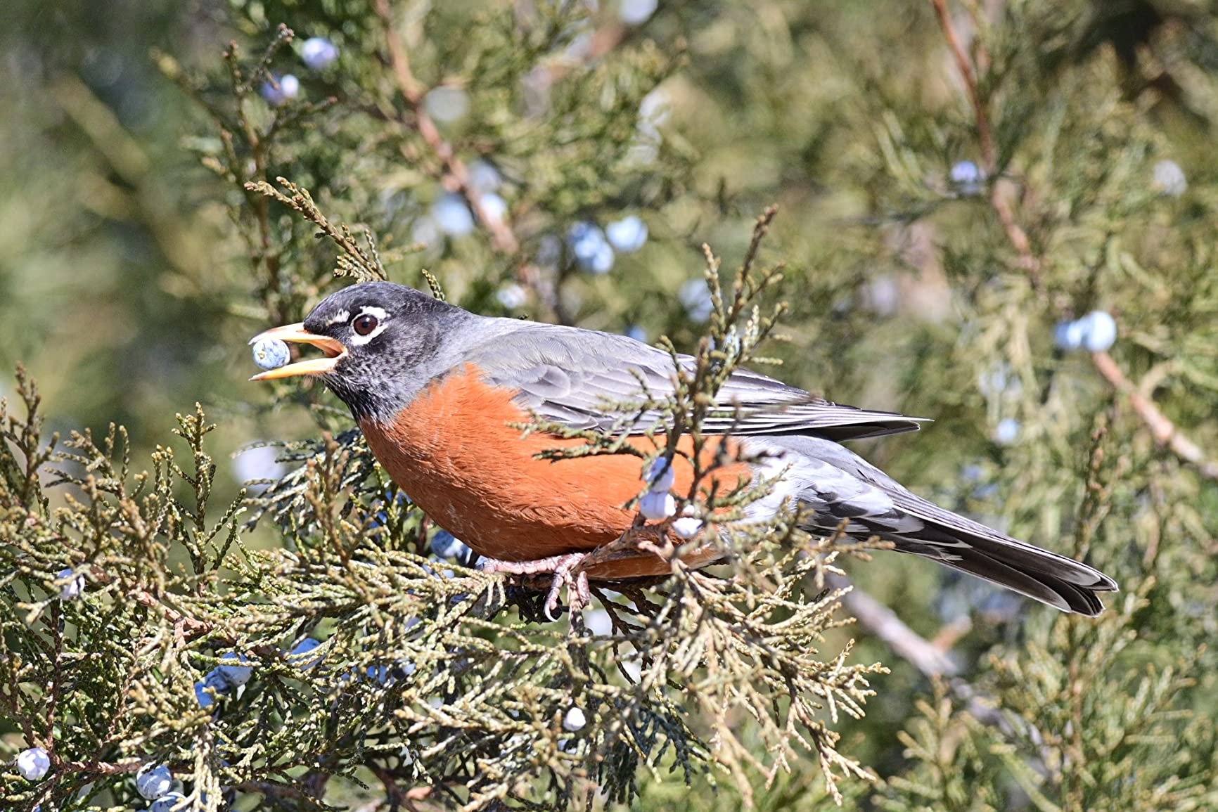 Nikon Z 6II | Versatile full-frame mirrorless stills/video hybrid camera | Nikon USA Model - Customer Photo 3