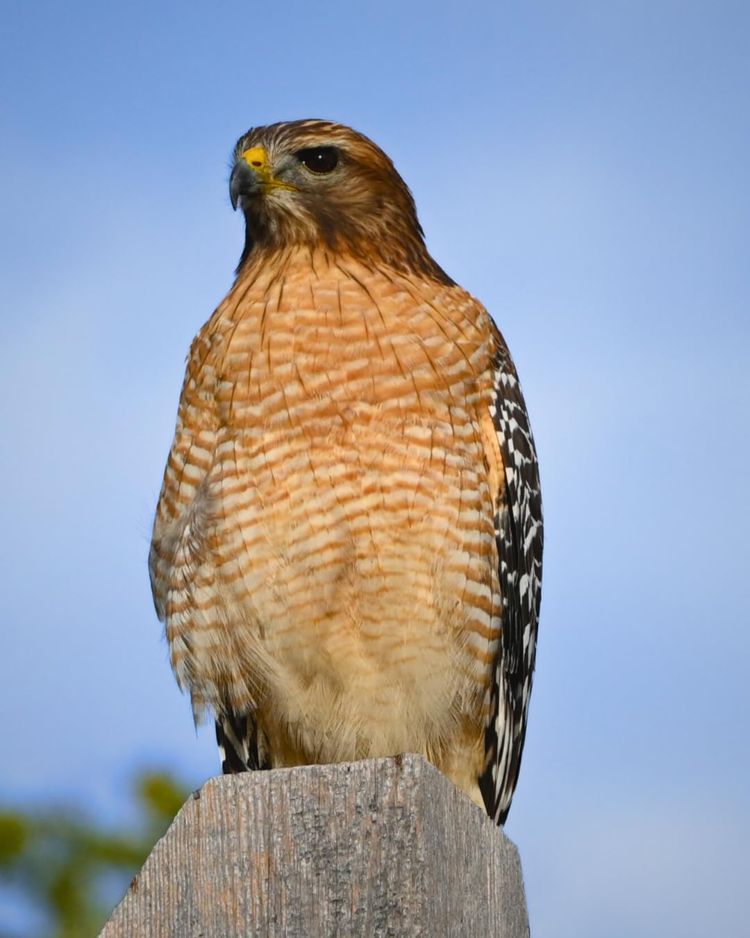 Z 7II | Ultra-high resolution full-frame mirrorless stills/video camera | Nikon USA Model - Customer Photo 2