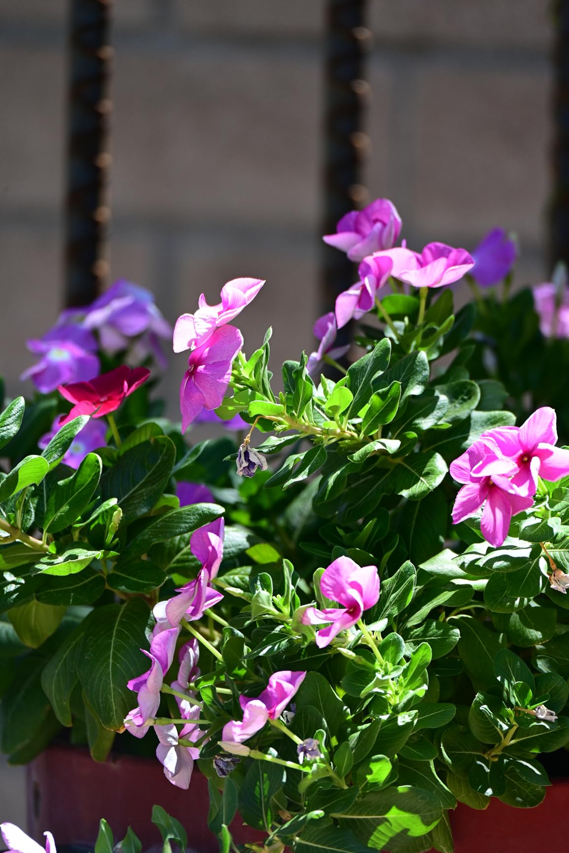 Nikon Z 7II | Ultra-high resolution full-frame mirrorless stills/video camera Customer Review Nikon Z 7II | Ultra-high resolution full-frame mirrorless stills/video camera - Customer Photo 5