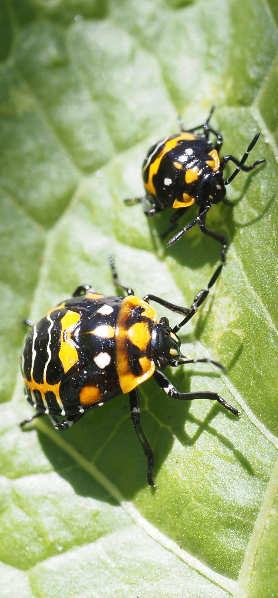 Venus Laowa 50mm f/2.8 2X Ultra Macro APO Lens for Micro Four Thirds - Customer Photo 1