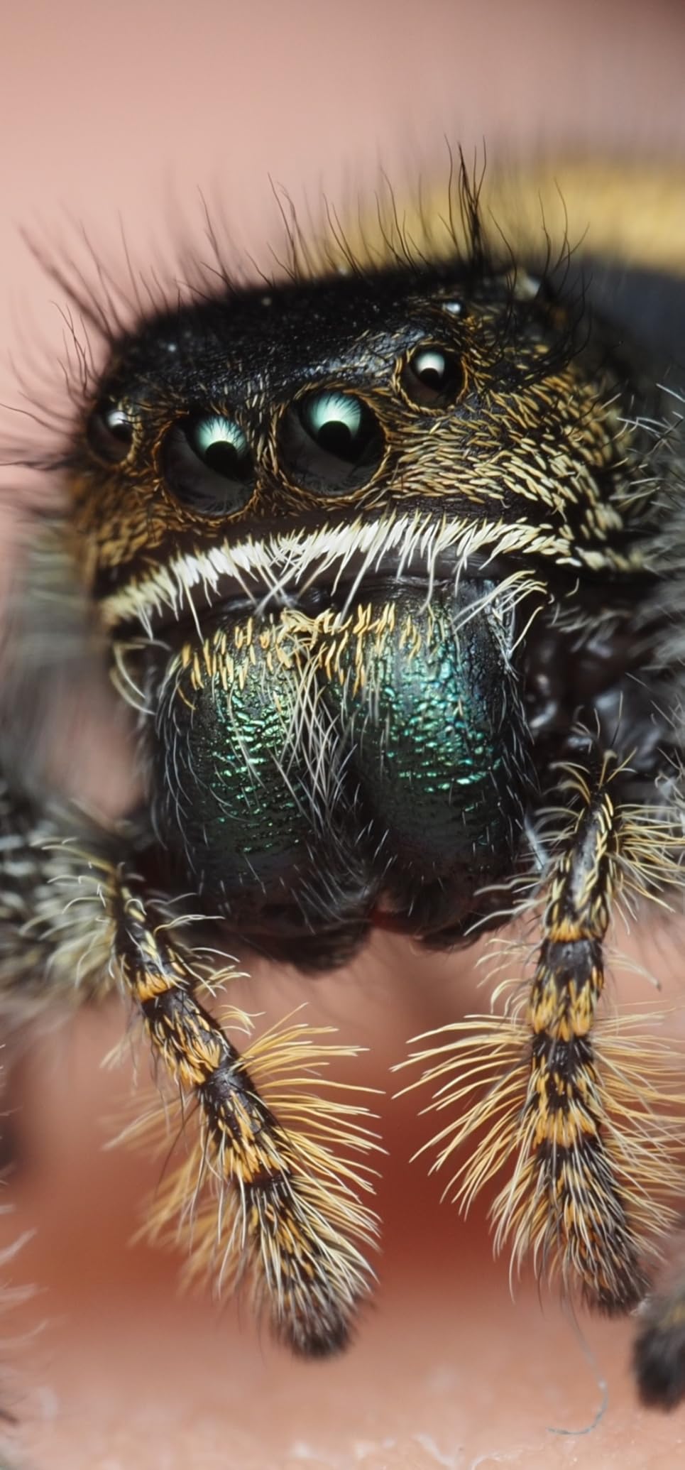 Venus Laowa 50mm f/2.8 2X Ultra Macro APO Lens for Micro Four Thirds - Customer Photo 2