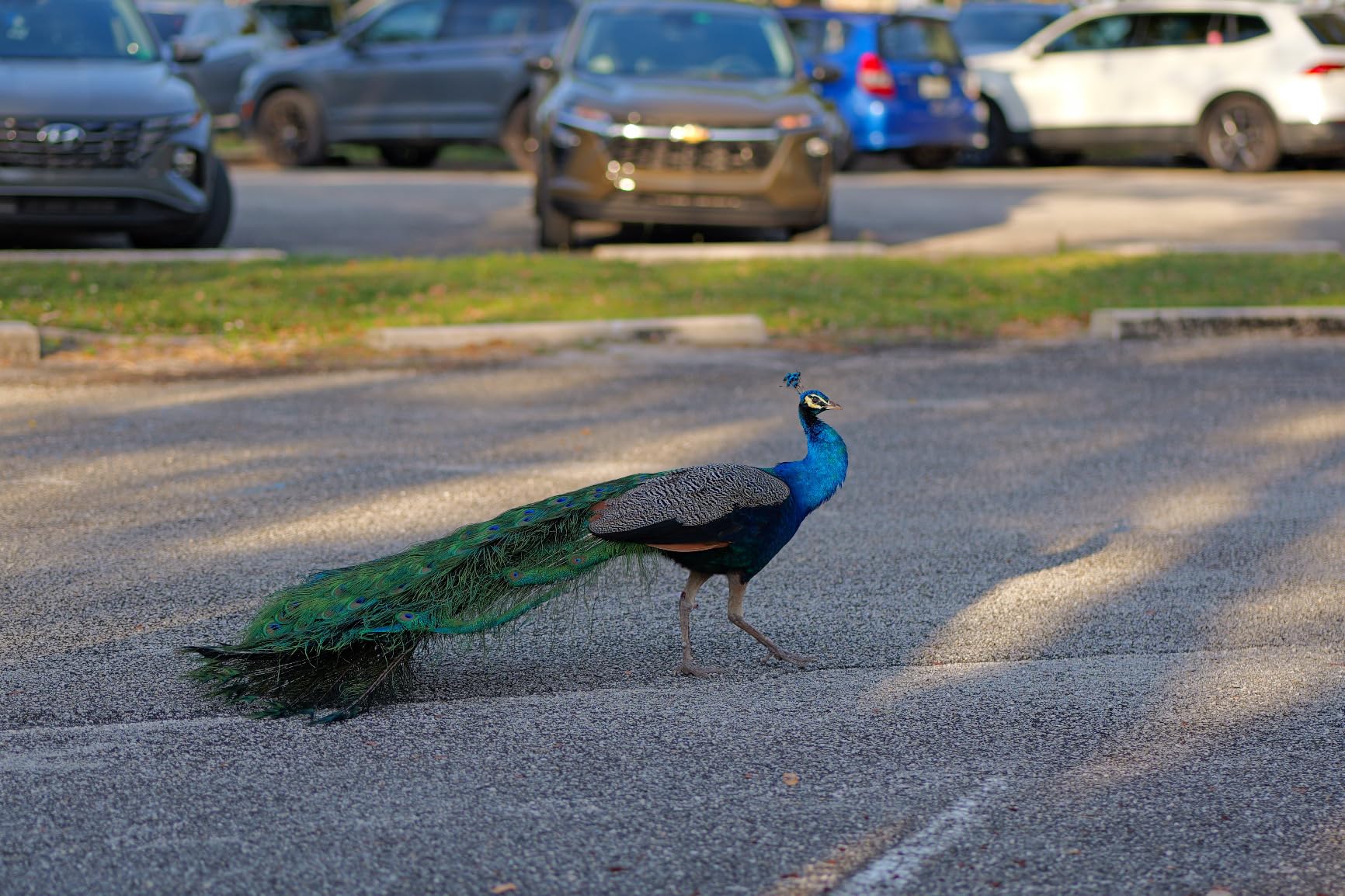 PANASONIC LUMIX S Series Camera Lens, 85mm F1.8 L Mount Interchangeable Lens for Mirrorless Full Frame Digital Cameras, S-S85 - Customer Photo 1