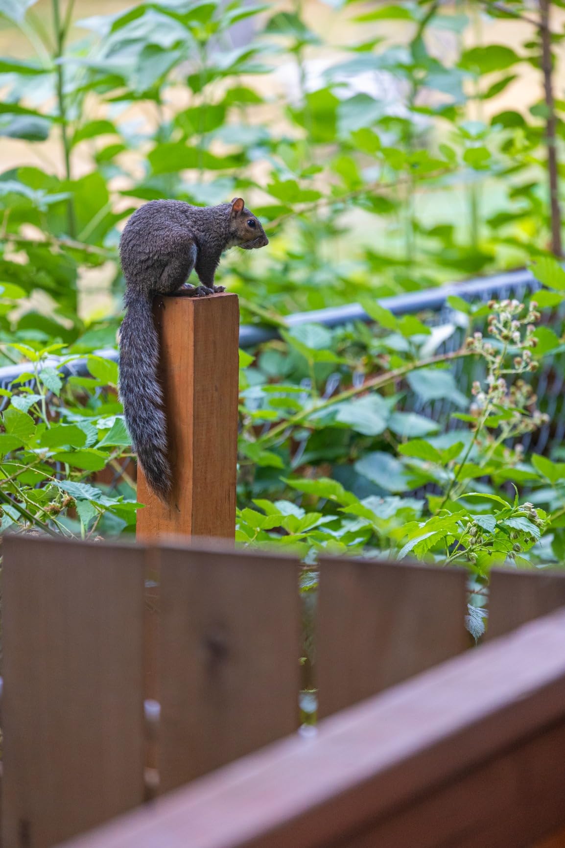 Canon RF70-200mm F4 L is USM Lens, Telephoto Zoom Lens, Compatible with EOS R Series Mirrorless Cameras - Customer Photo 2