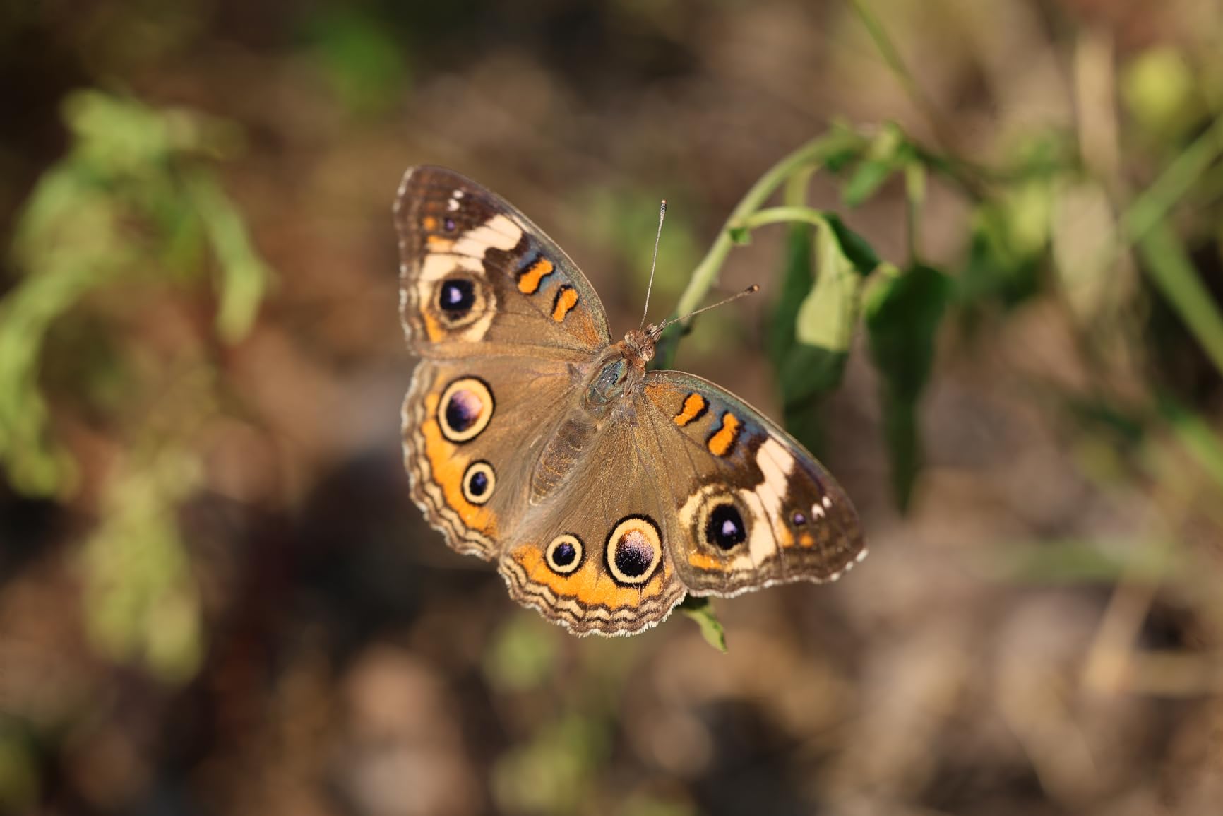 RF100mm F2.8 L Macro is USM Lens, Medium Telephoto Lens, Macro Lens, Compatible with EOS R Series Mirrorless Cameras, Black - Customer Photo 2