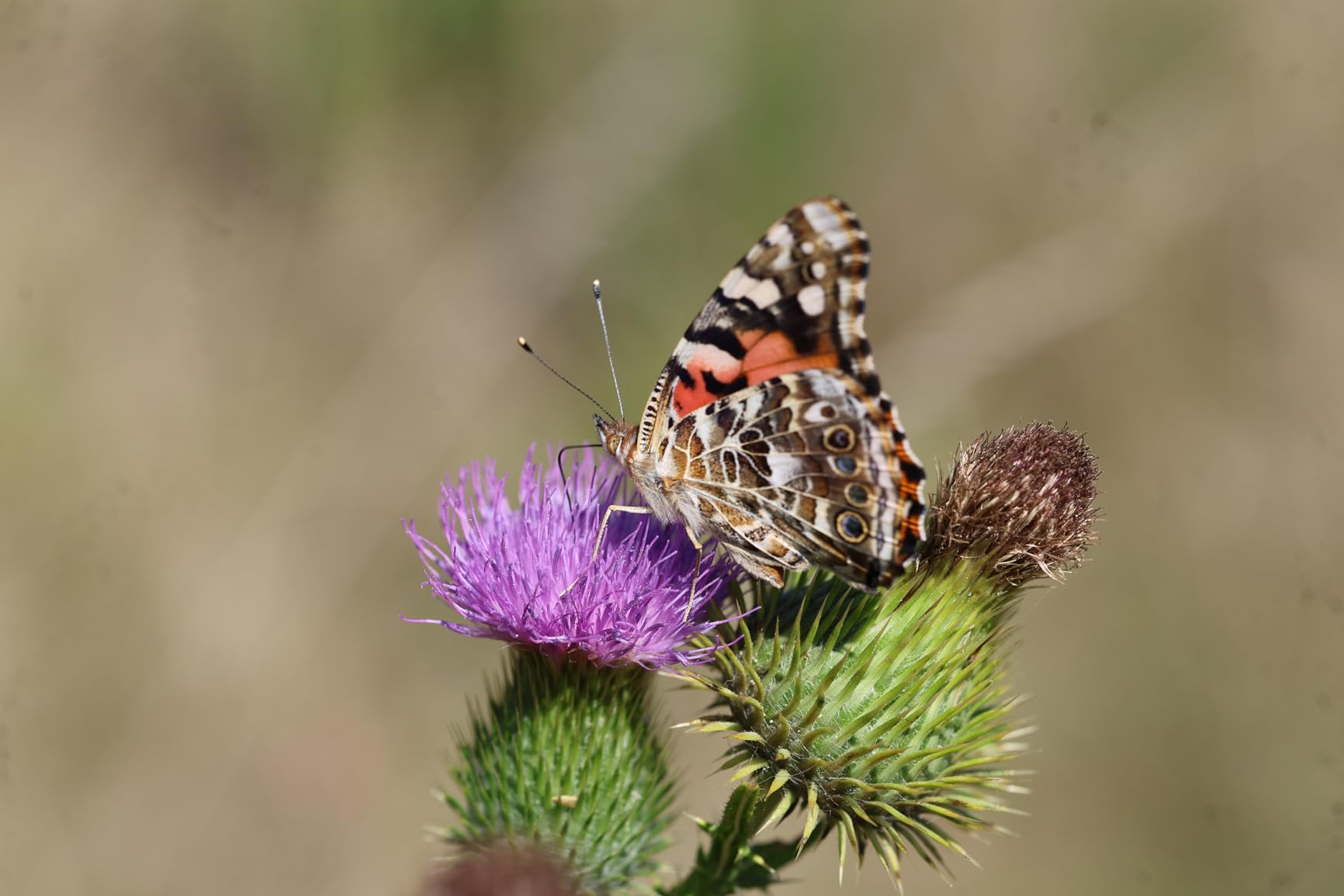 Canon RF100mm F2.8 L Macro is USM Lens, Medium Telephoto Lens, Macro Lens, Compatible with EOS R Series Mirrorless Cameras, Black - Customer Photo 3