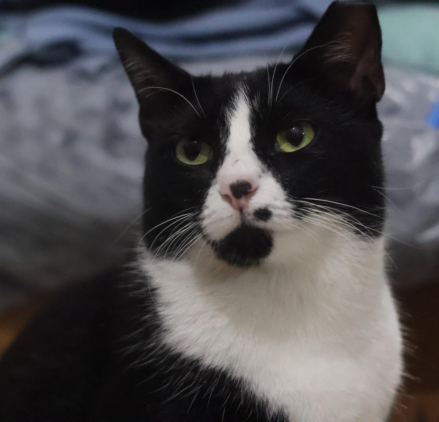 Canon RF50mm F1.8 STM Lens, Fixed Focal Length Prime Lens - Customer Photo 2