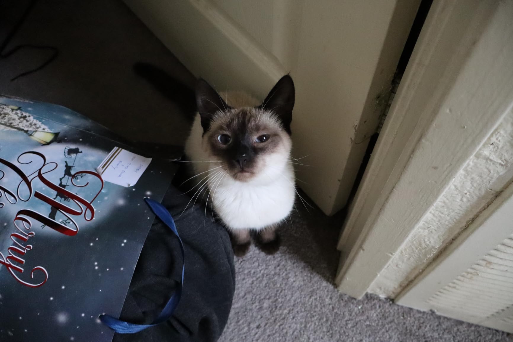 Canon RF50mm F1.8 STM Lens - Customer Photo 4