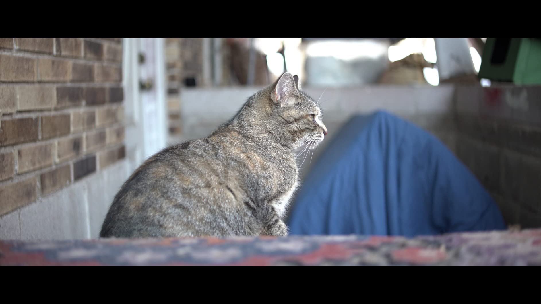 SIRUI 35mm F1.8 1.33X APS-C Anamorphic Lens Cinema Lens with Adapter for E Mount, Blue Flare - Customer Photo 2