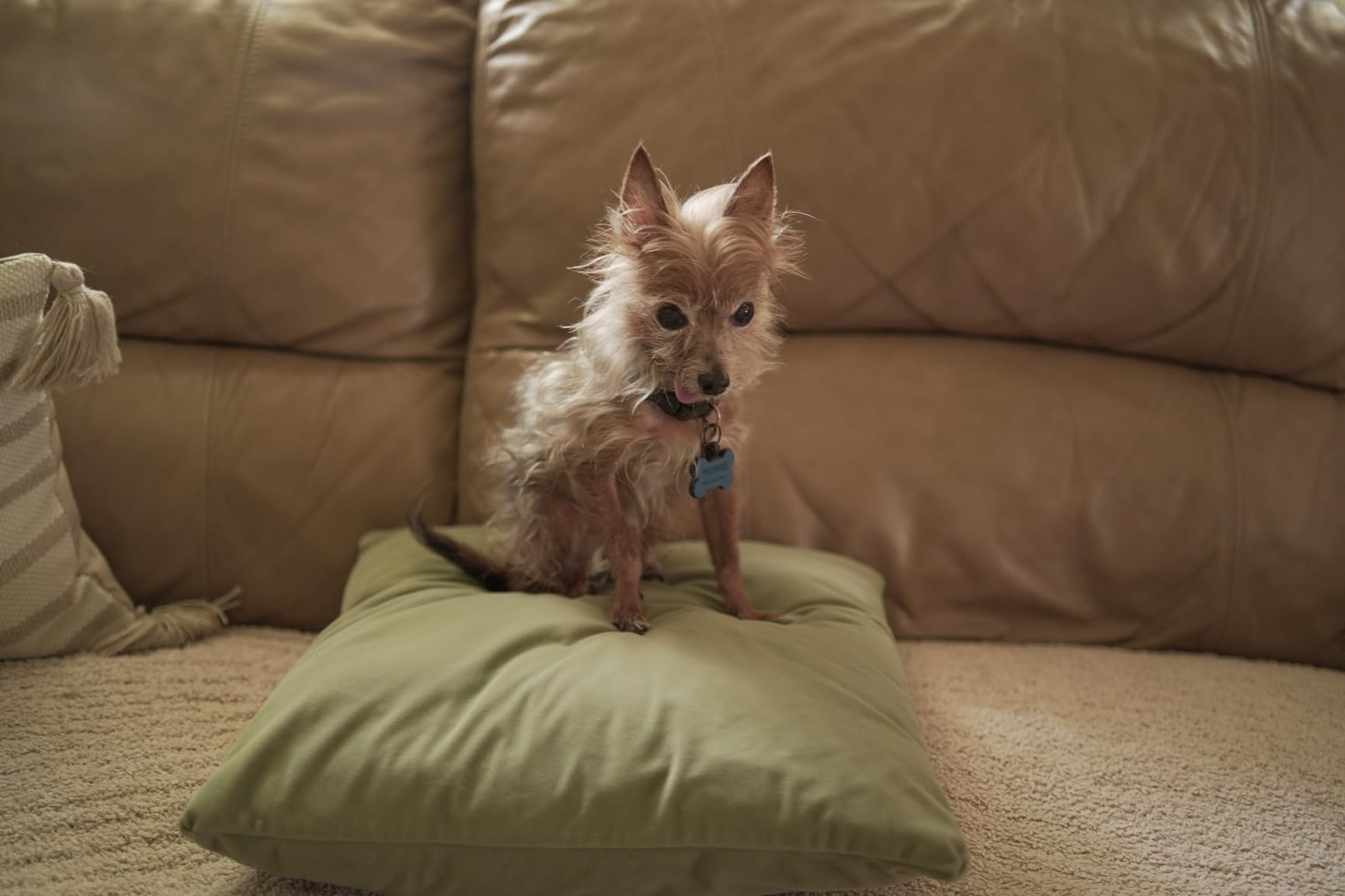 Samyang 35mm F1.8 Auto Focus Full Frame Lens for Sony E – Lightweight Wide Angle, Weather Sealed, Silent STM Motor, Ultra Sharp, Fast Aperture, Compact Build, Custom Switch, Video Ready - Customer Photo 2