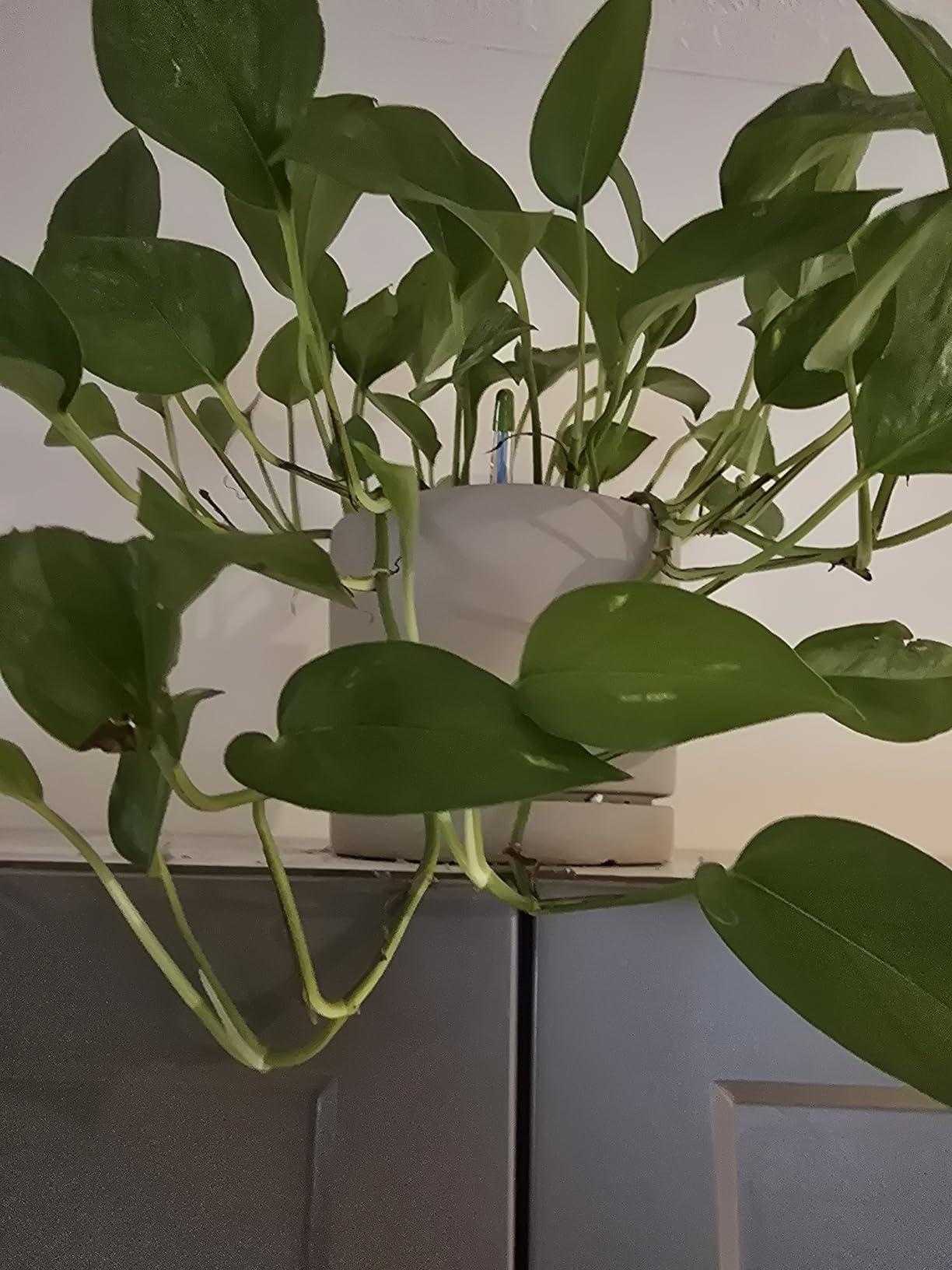 Sustee Aquameter, Set of 5, Plant Soil Moisture Sensor (Green, Medium) - Customer Photo 3